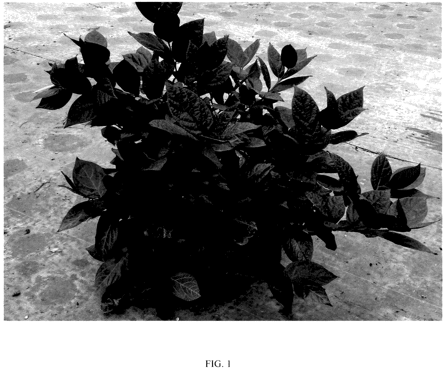 Patent USPP037242 Figure 1 – Calycanthus plant named ‘PRNCFS’