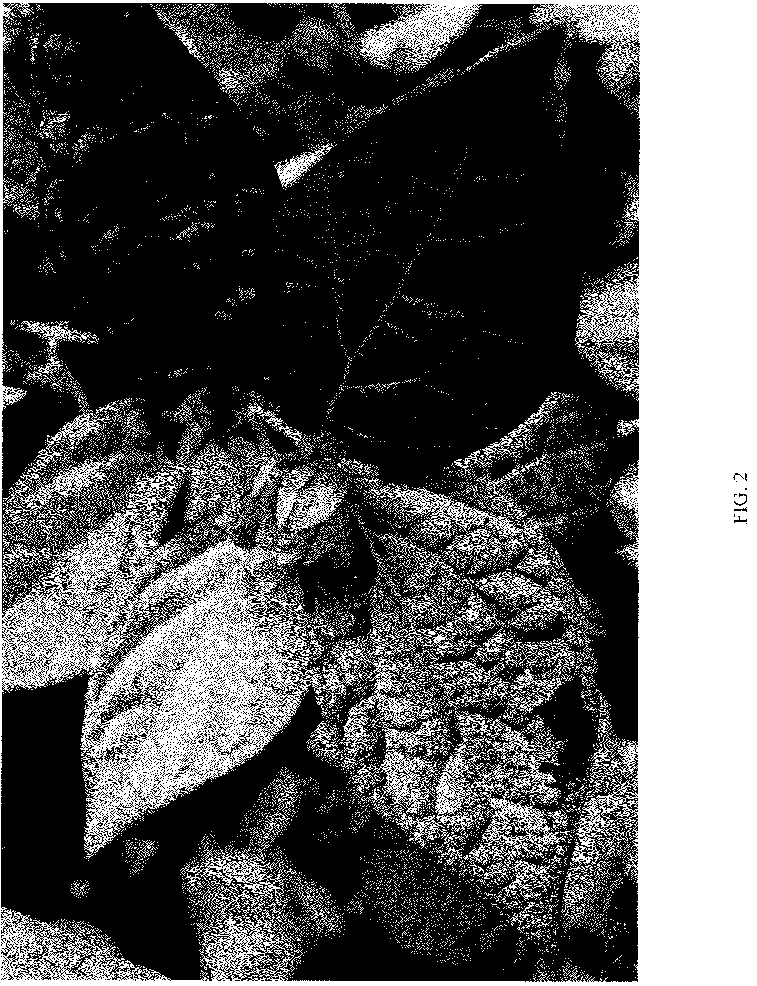 Patent USPP037242 Figure 2 – Calycanthus plant named ‘PRNCFS’