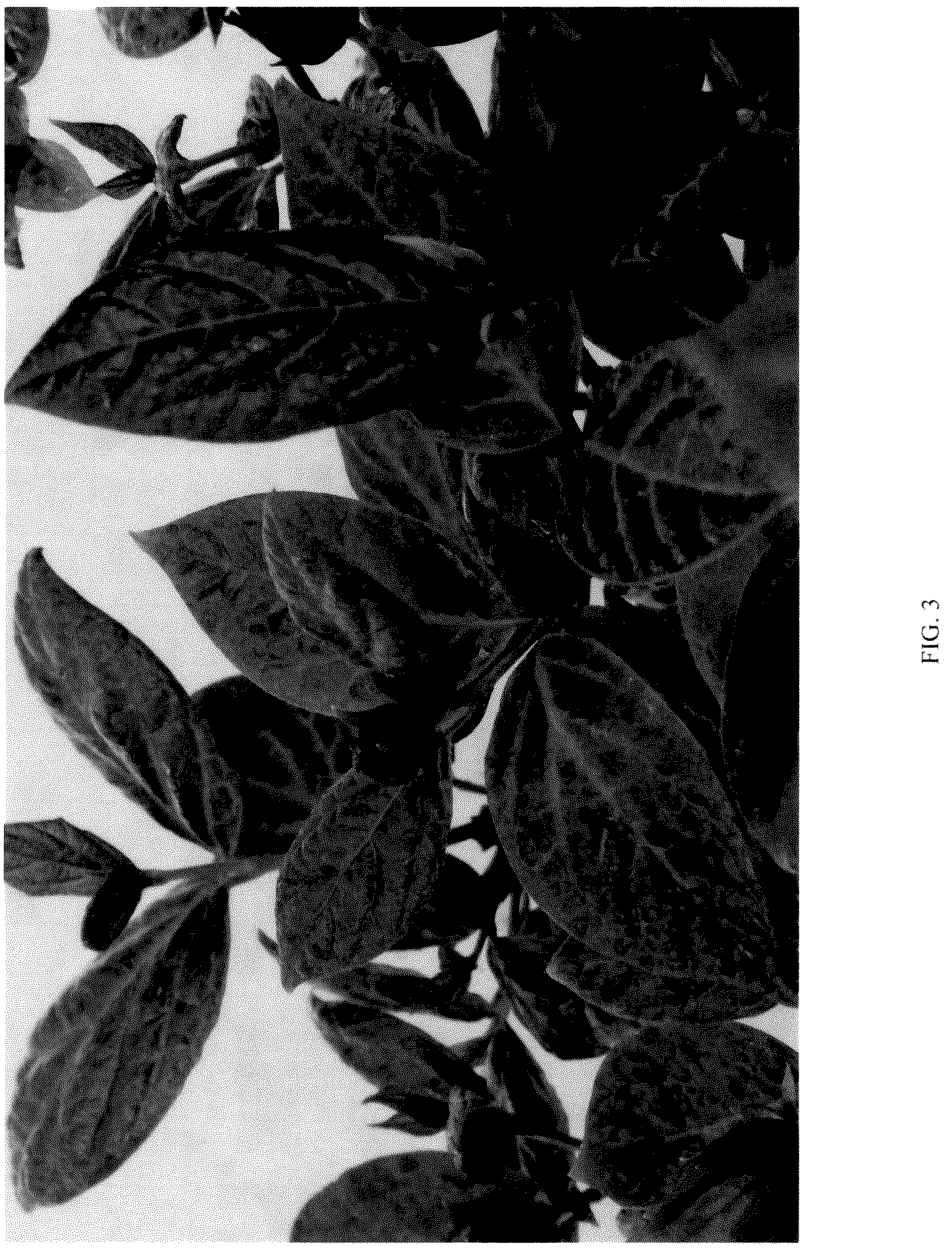 Patent USPP037242 Figure 3 – Calycanthus plant named ‘PRNCFS’