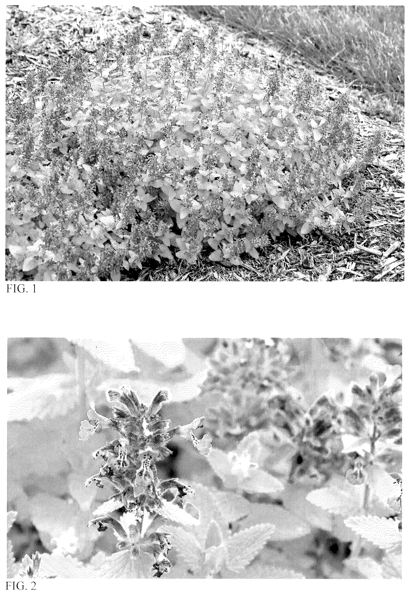 Patent USPP037243 Figure 1 – Nepeta plant named ‘Lemon Purrfection’