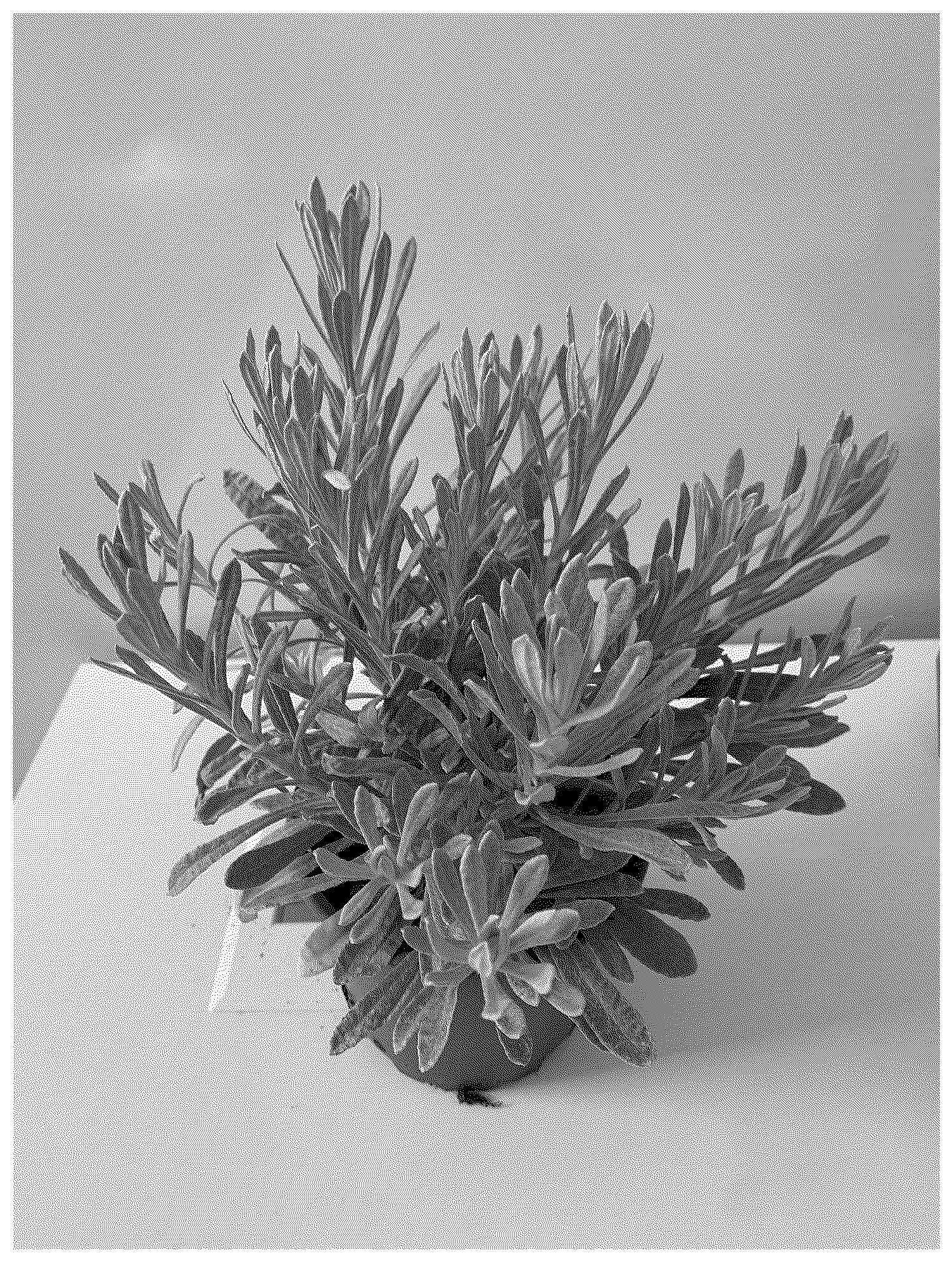 Patent USPP037244 Figure 1 – Helichrysum plant named ‘HYBHS23157’