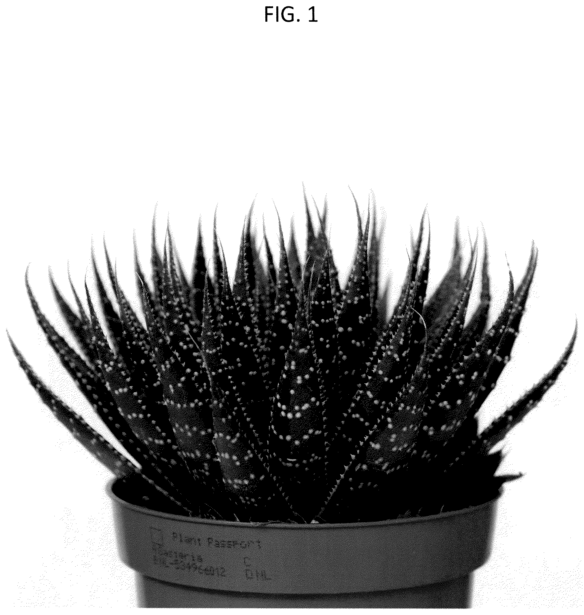 Patent USPP037245 Figure 1 – Aloe plant named ‘OVROCKS14’