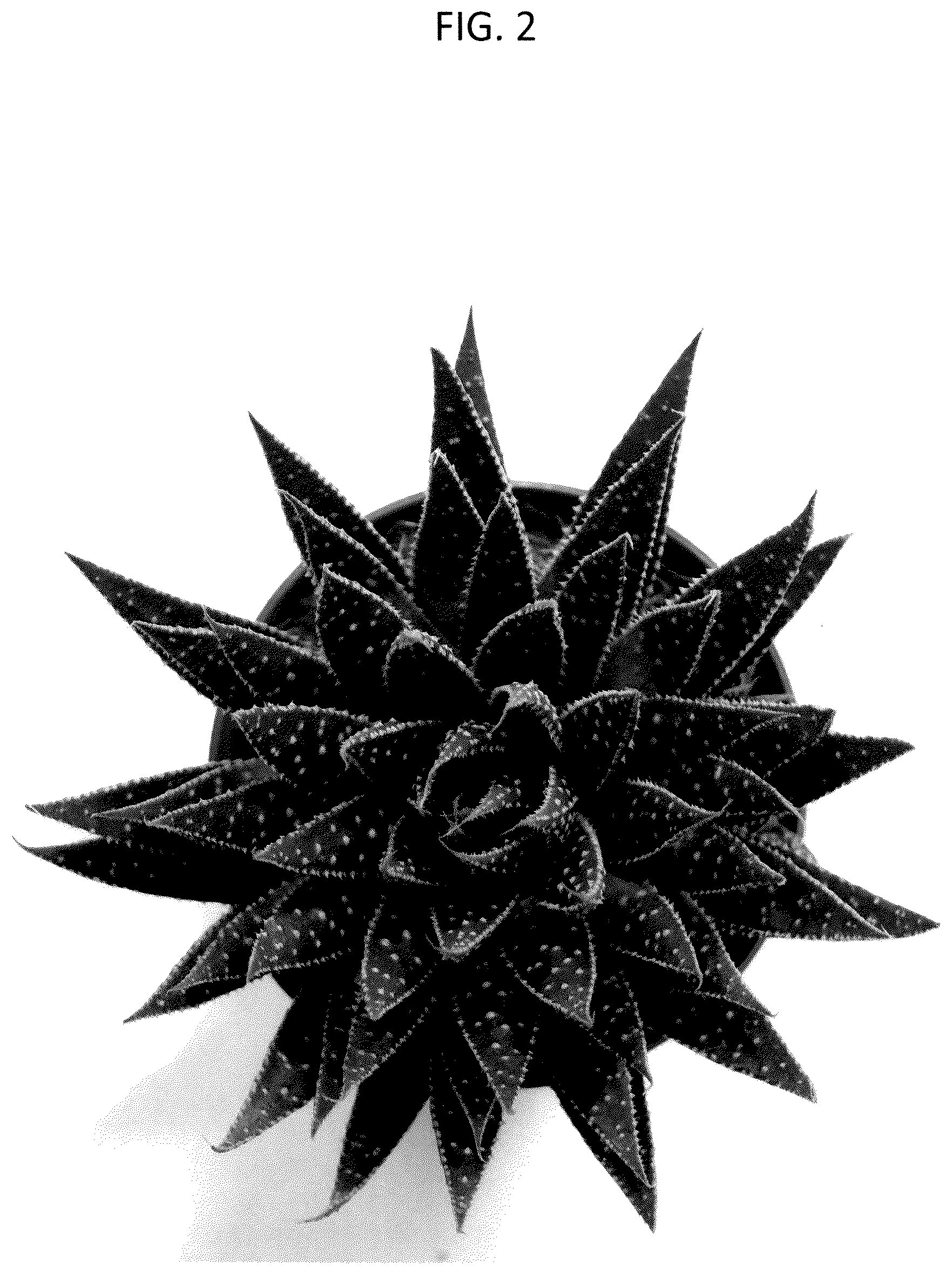 Patent USPP037245 Figure 2 – Aloe plant named ‘OVROCKS14’