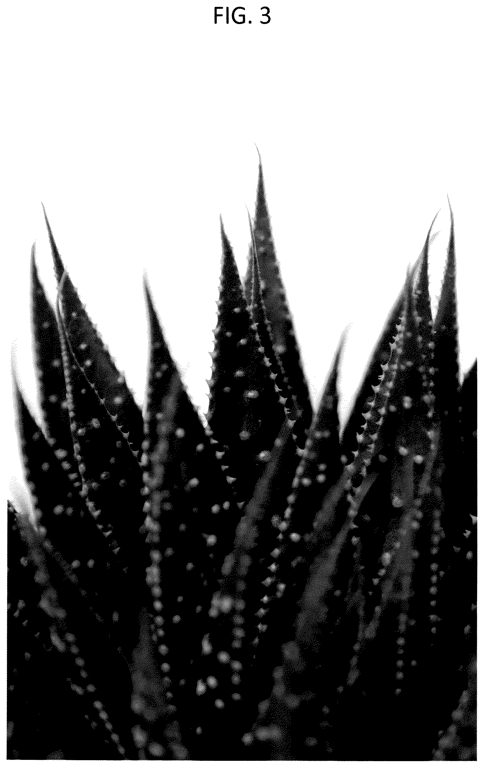 Patent USPP037245 Figure 3 – Aloe plant named ‘OVROCKS14’
