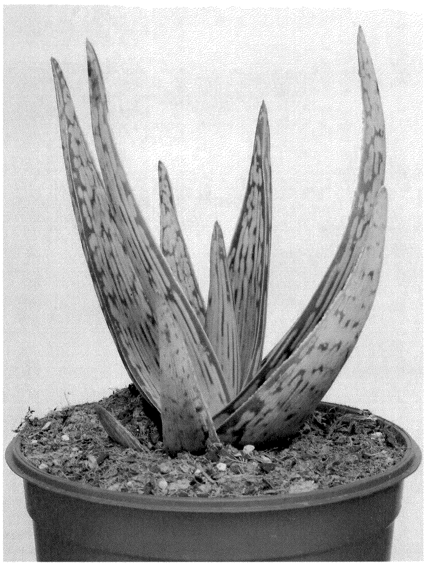 Patent USPP037246 Figure 1 – Aloe vera plant named ‘SILVERA MOONFIRE’