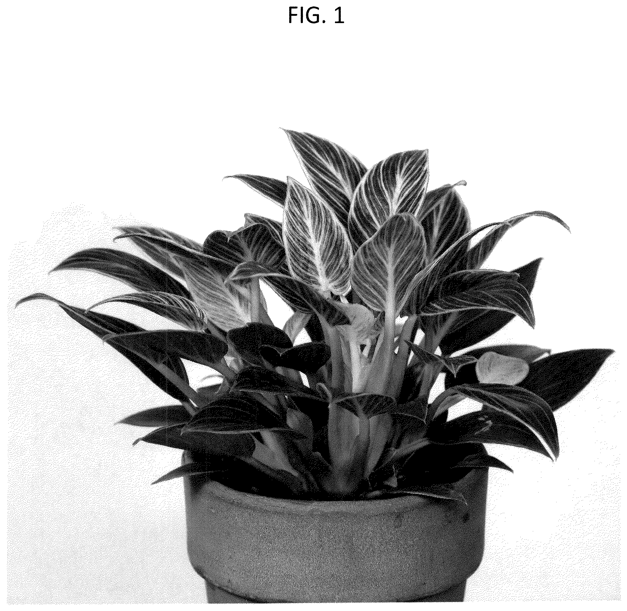 Patent USPP037247 Figure 1 – Philodendron plant named ‘WHIWAMIN’