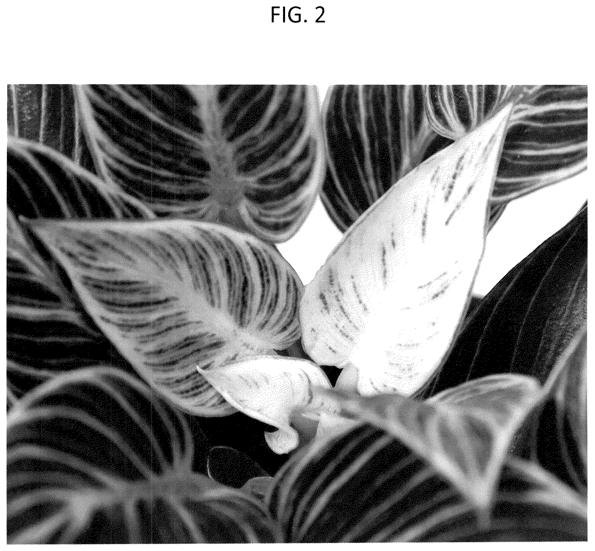 Patent USPP037247 Figure 2 – Philodendron plant named ‘WHIWAMIN’