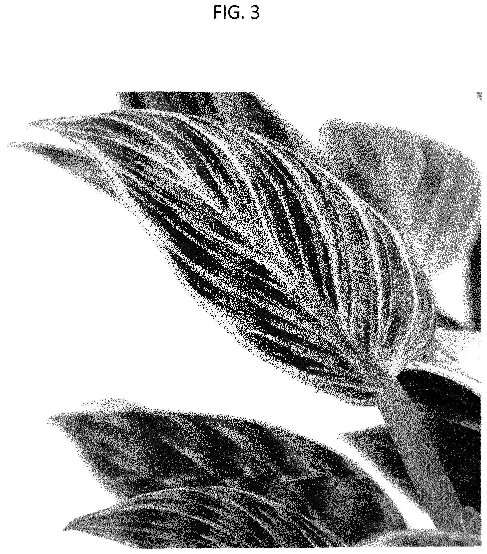 Patent USPP037247 Figure 3 – Philodendron plant named ‘WHIWAMIN’