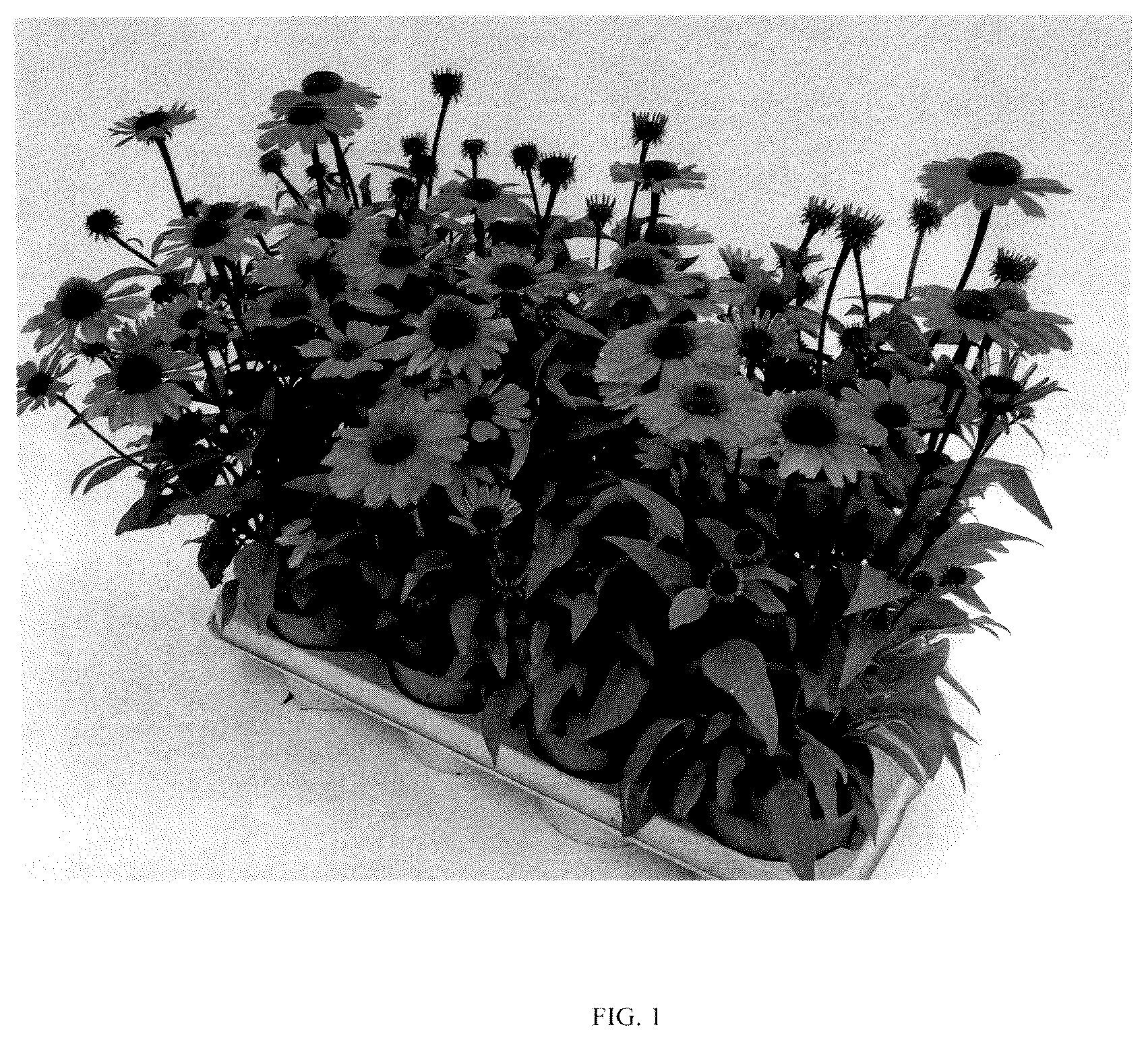 Patent USPP037248 Figure 1 – Echinacea plant named ‘PEECHPANRO’