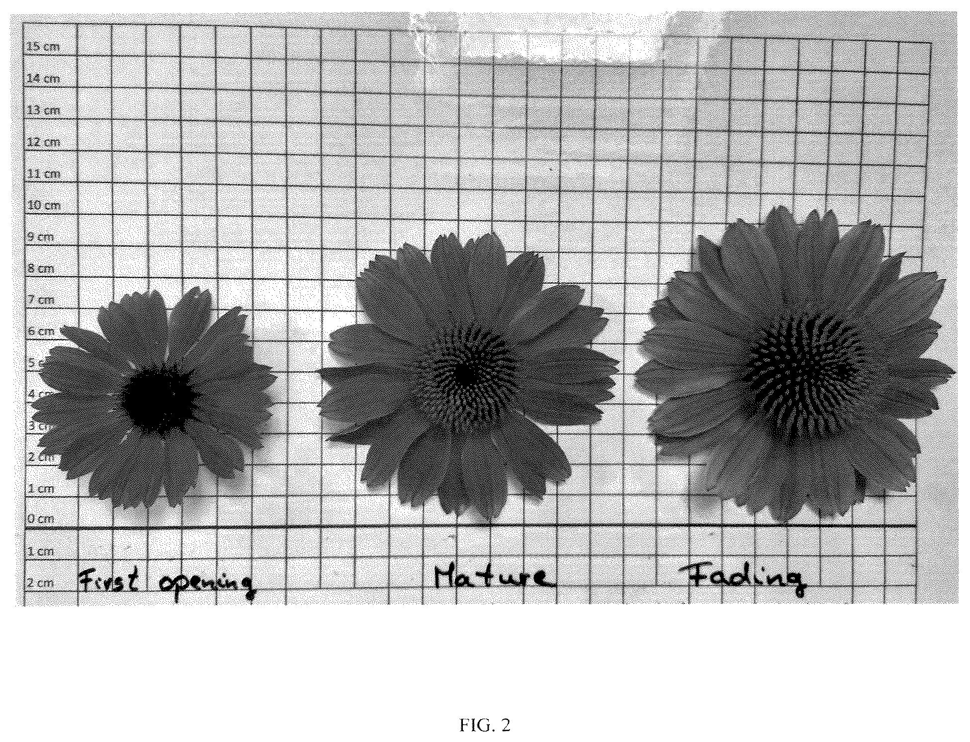 Patent USPP037248 Figure 2 – Echinacea plant named ‘PEECHPANRO’