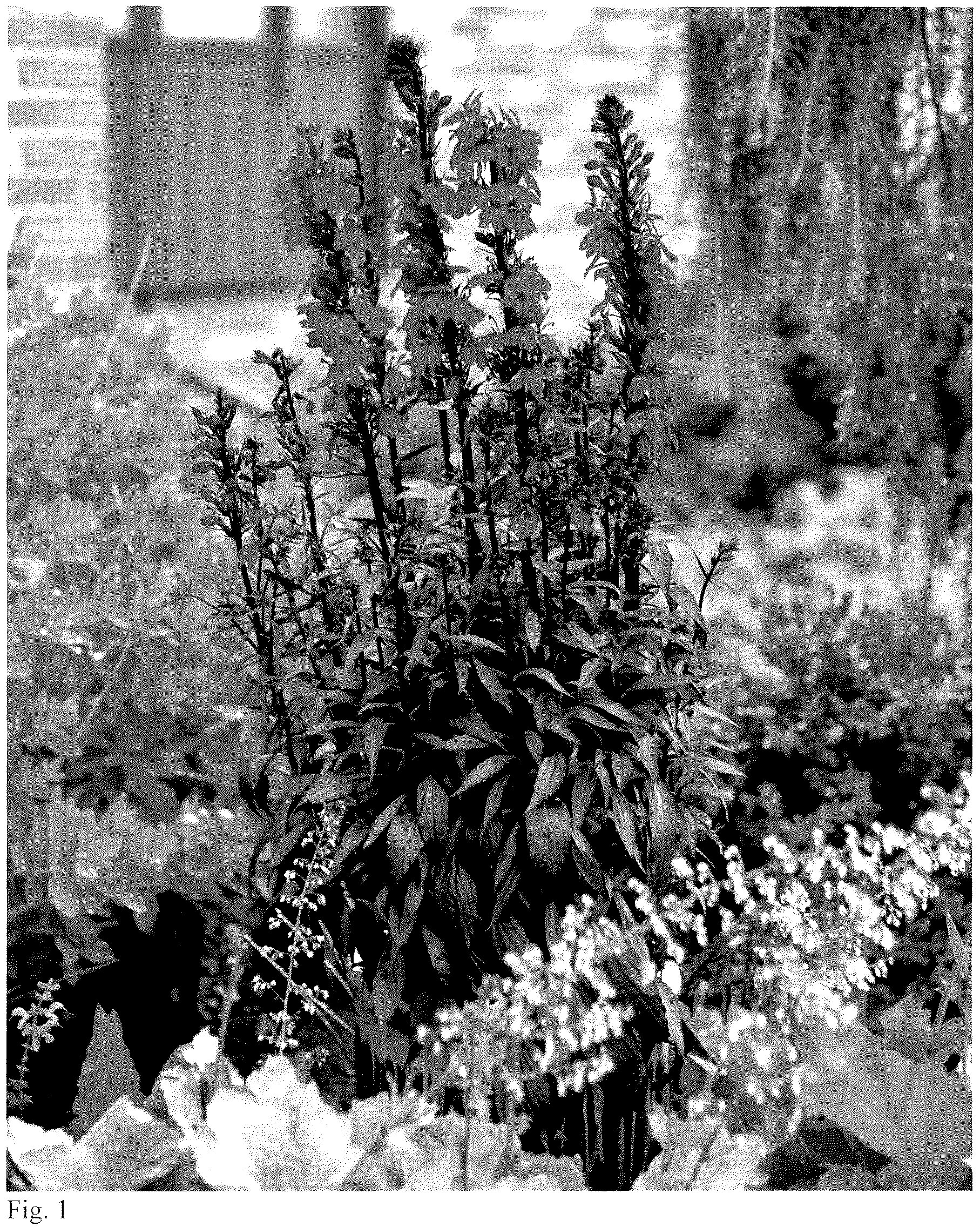 Patent USPP037249 Figure 1 – Lobelia plant named ‘Neon Nights’