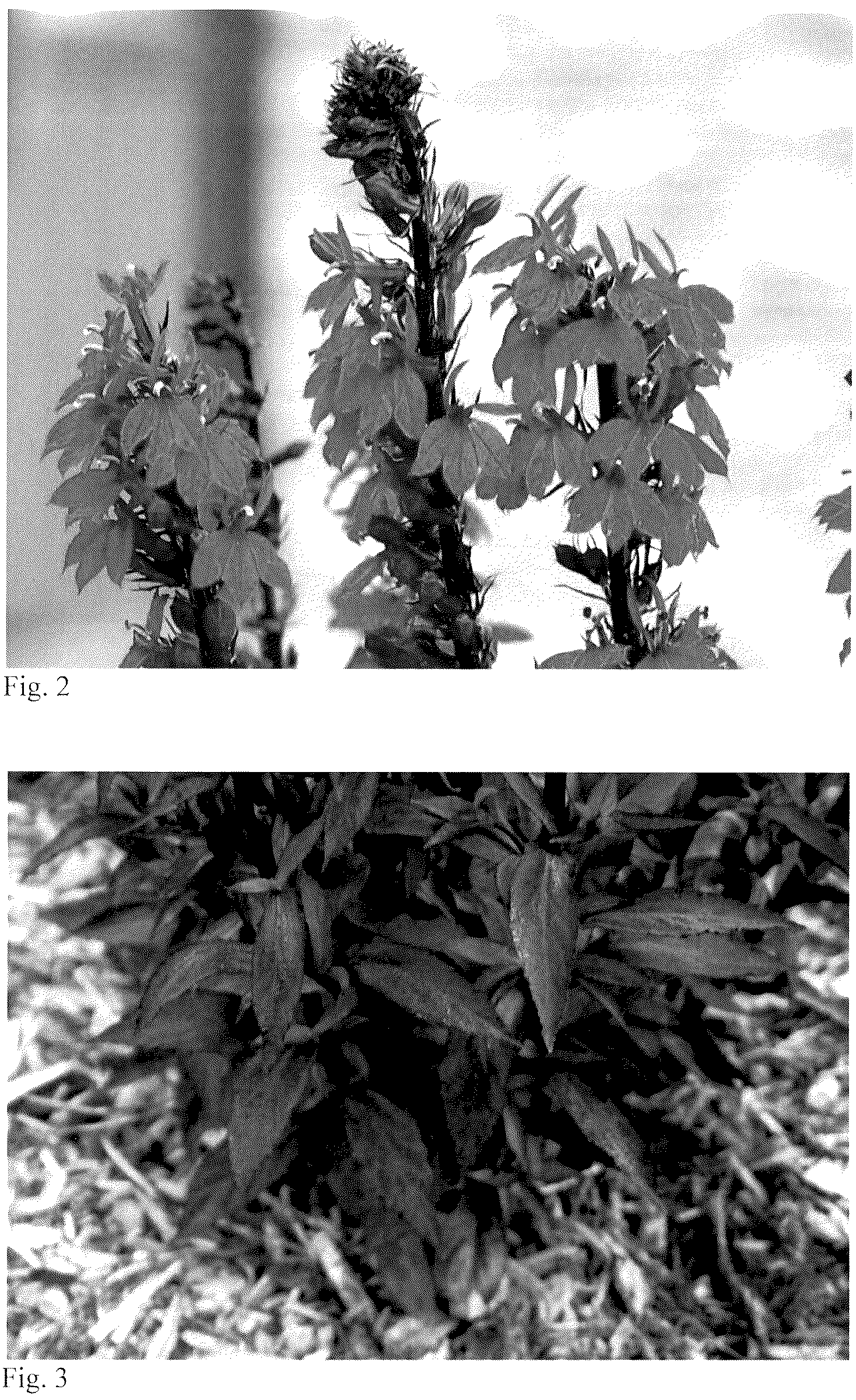 Patent USPP037249 Figure 2 – Lobelia plant named ‘Neon Nights’