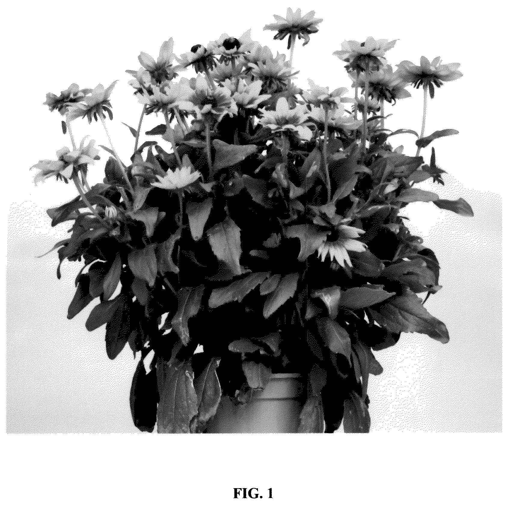 Patent USPP037250 Figure 1 – Rudbeckia plant named ‘RUDLPIR734’