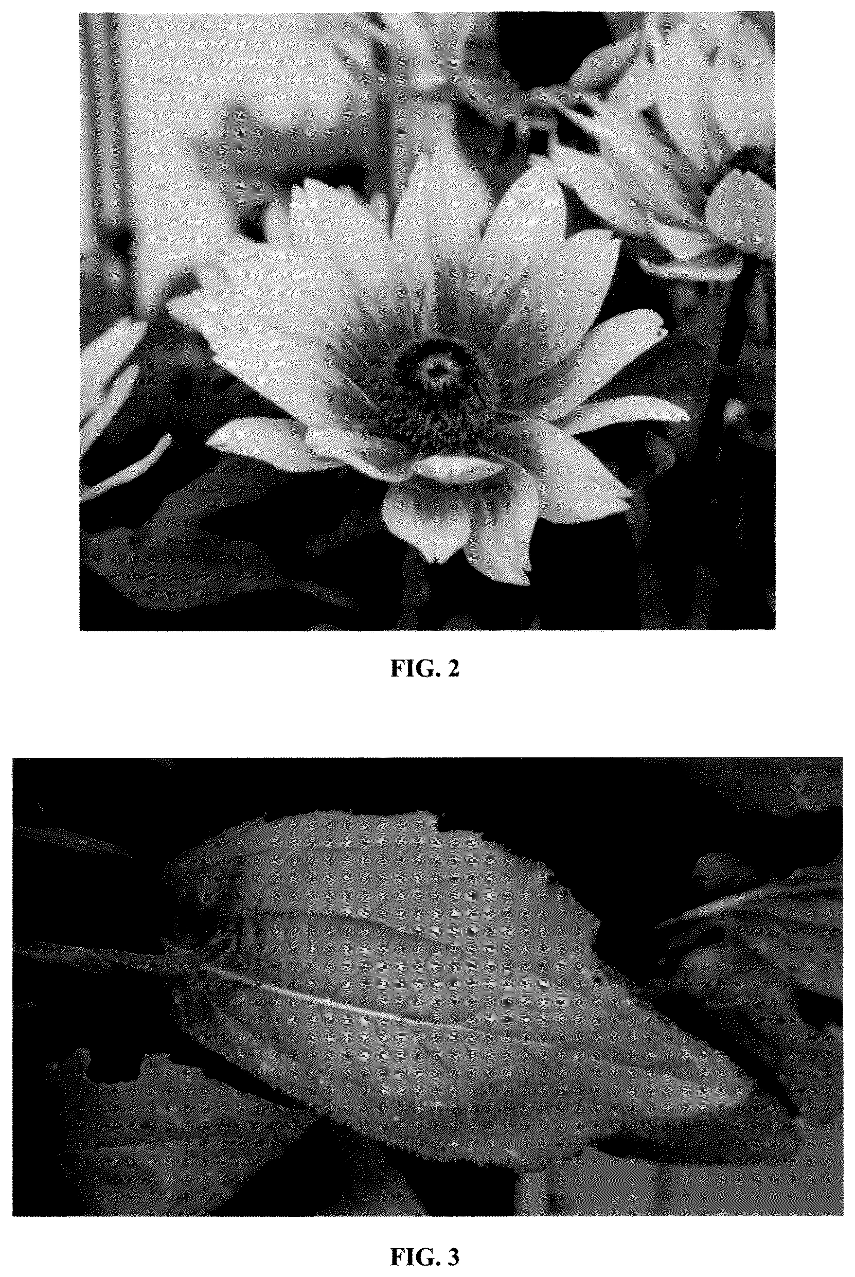 Patent USPP037250 Figure 2 – Rudbeckia plant named ‘RUDLPIR734’