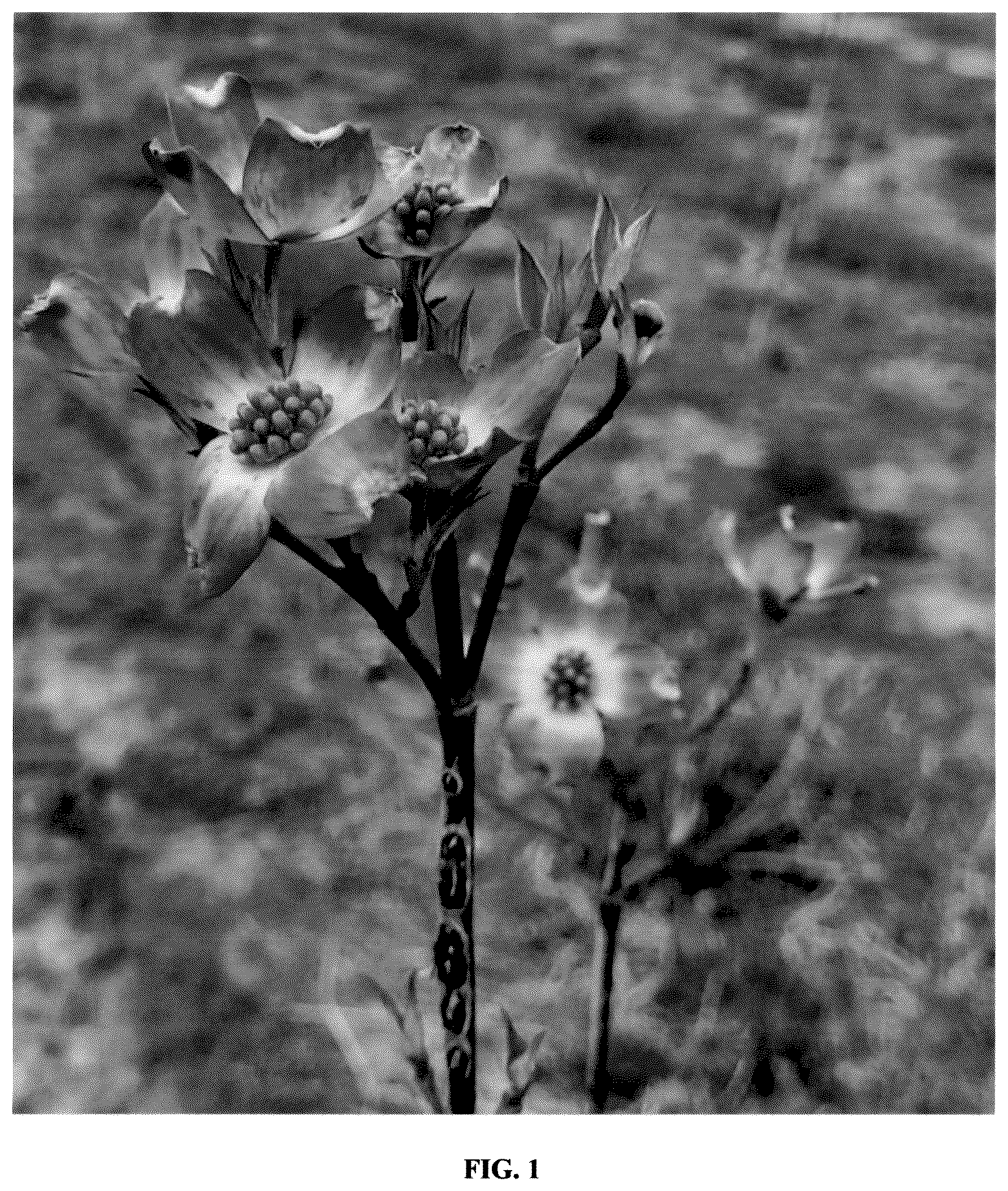 Patent USPP037251 Figure 1 – Cornus plant named ‘Elsie Red’
