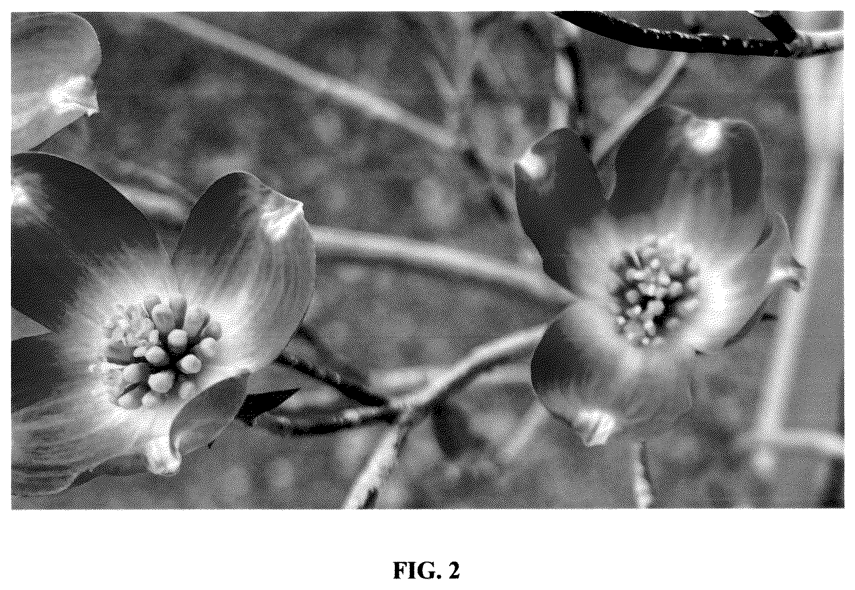 Patent USPP037251 Figure 2 – Cornus plant named ‘Elsie Red’