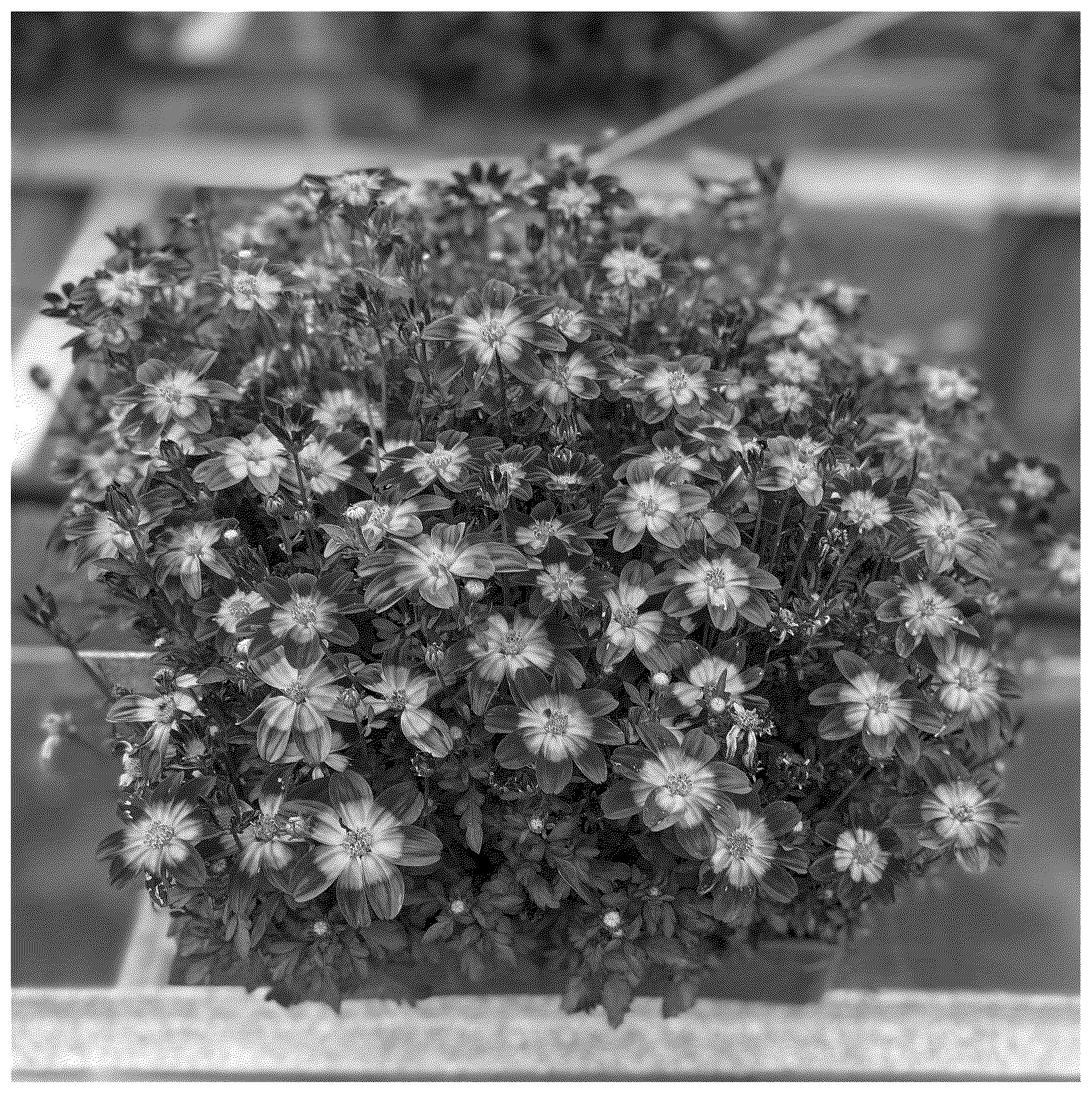 Patent USPP037252 Figure 1 – Bidens plant named ‘KLEBF24674’