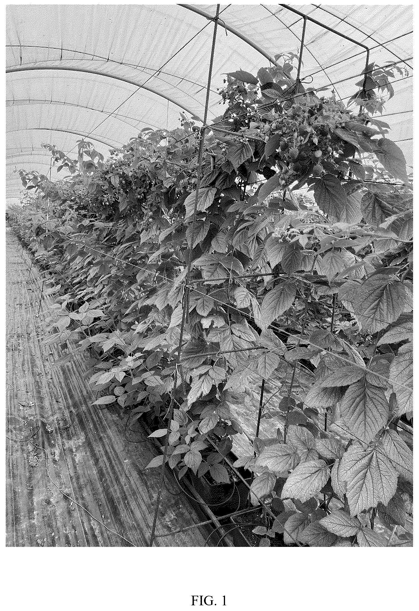 Patent USPP037253 Figure 1 – Raspberry plant named ‘Aine’