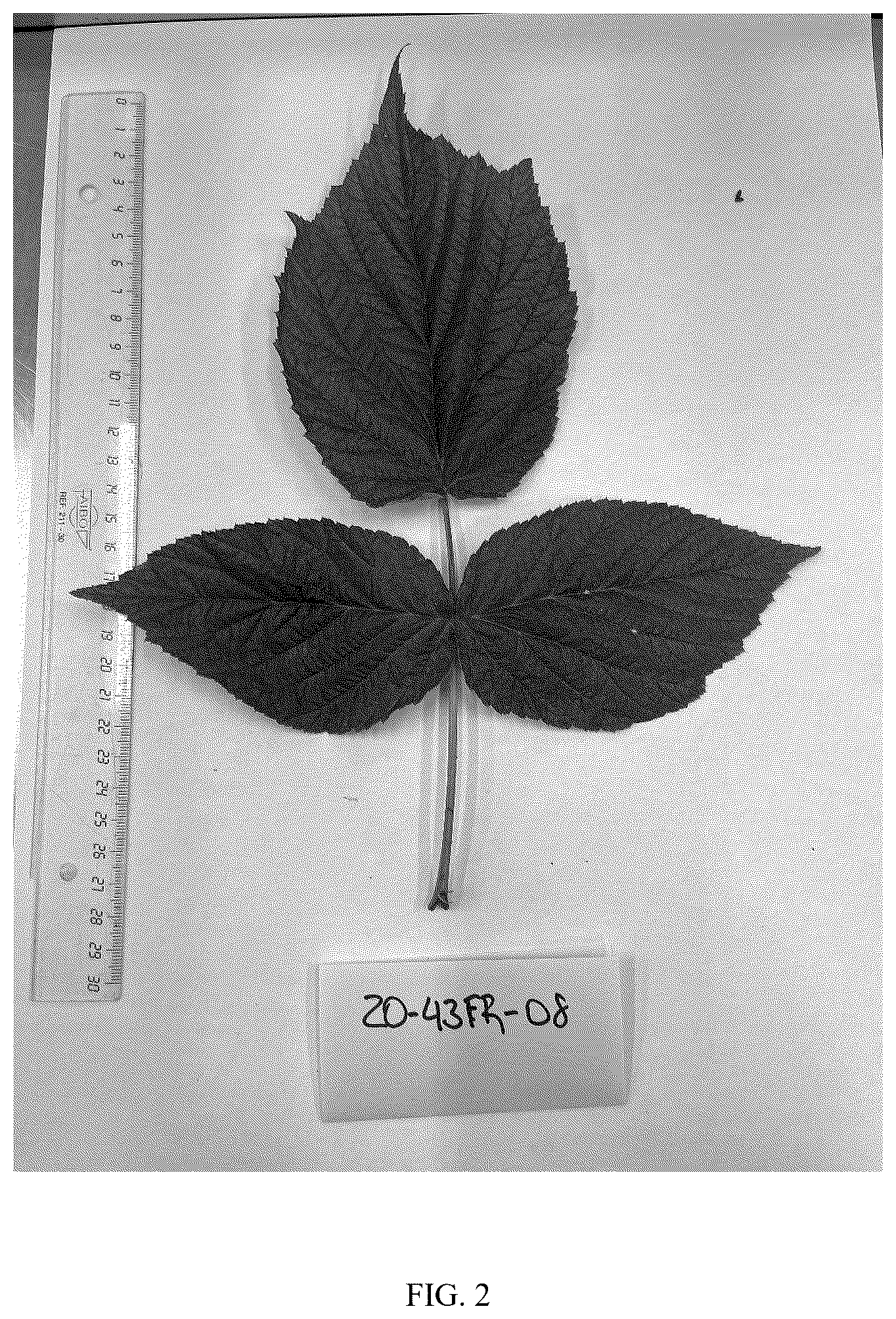Patent USPP037253 Figure 2 – Raspberry plant named ‘Aine’