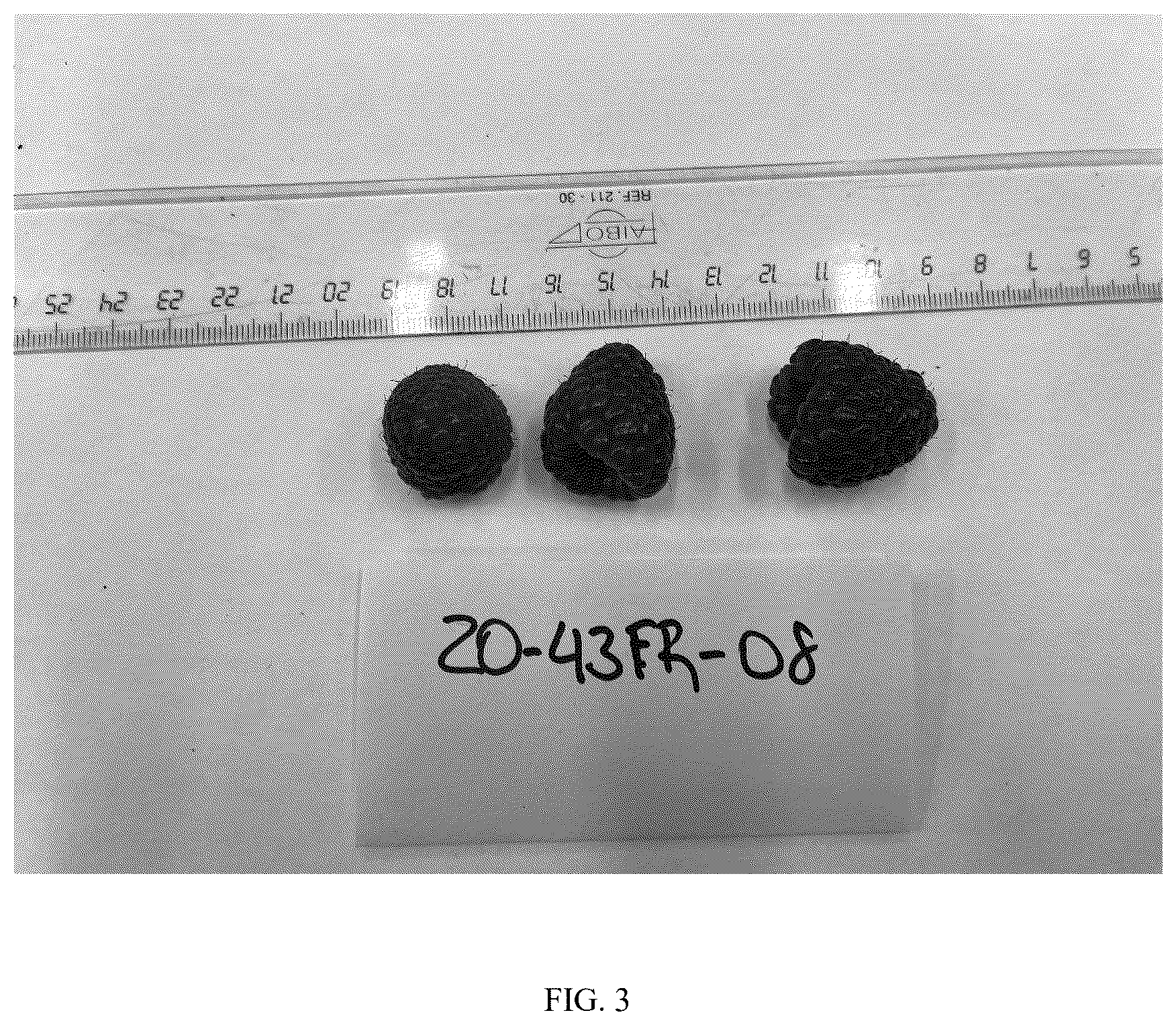 Patent USPP037253 Figure 3 – Raspberry plant named ‘Aine’