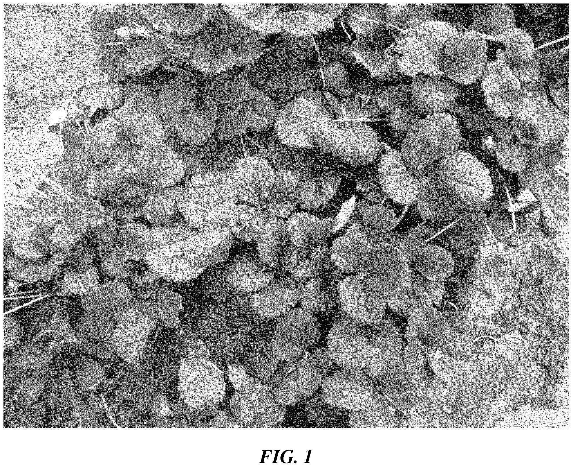 Patent USPP037254 Figure 1 – Strawberry plant named ‘BACHATA’