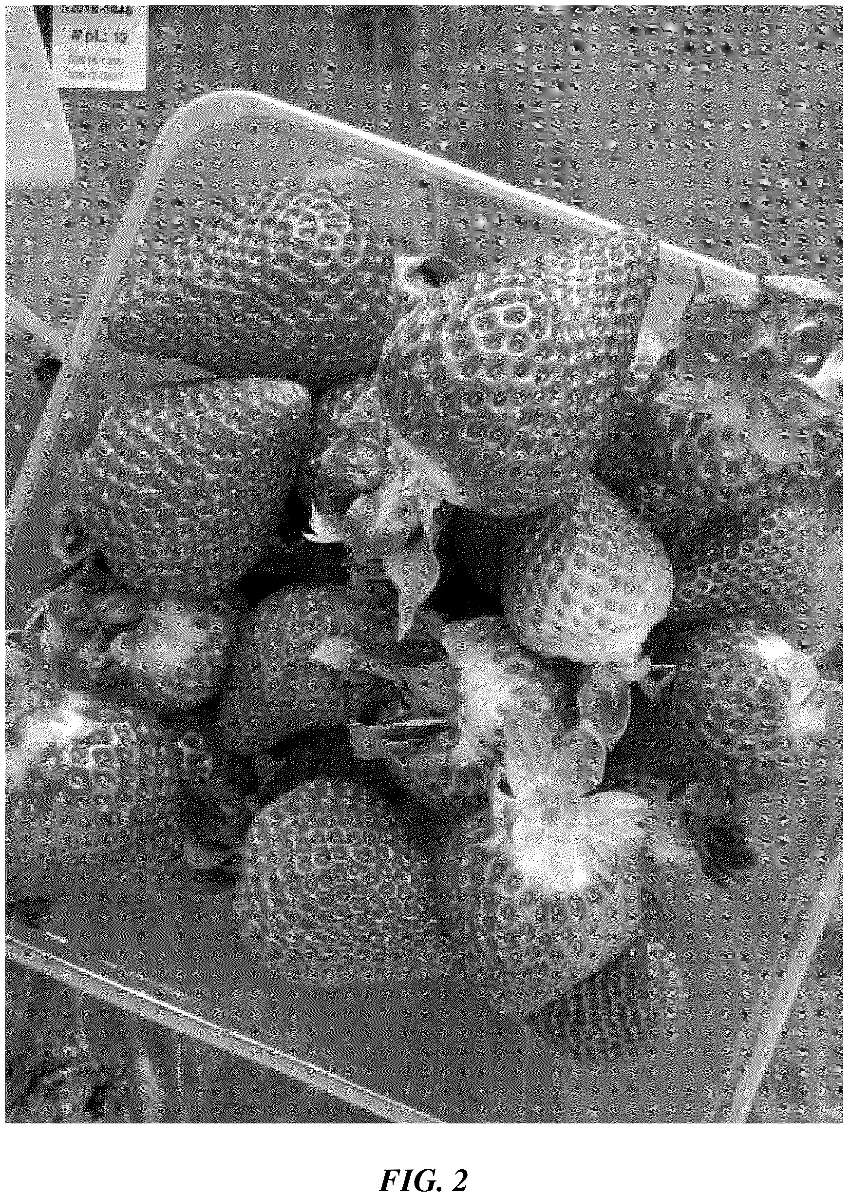 Patent USPP037254 Figure 2 – Strawberry plant named ‘BACHATA’