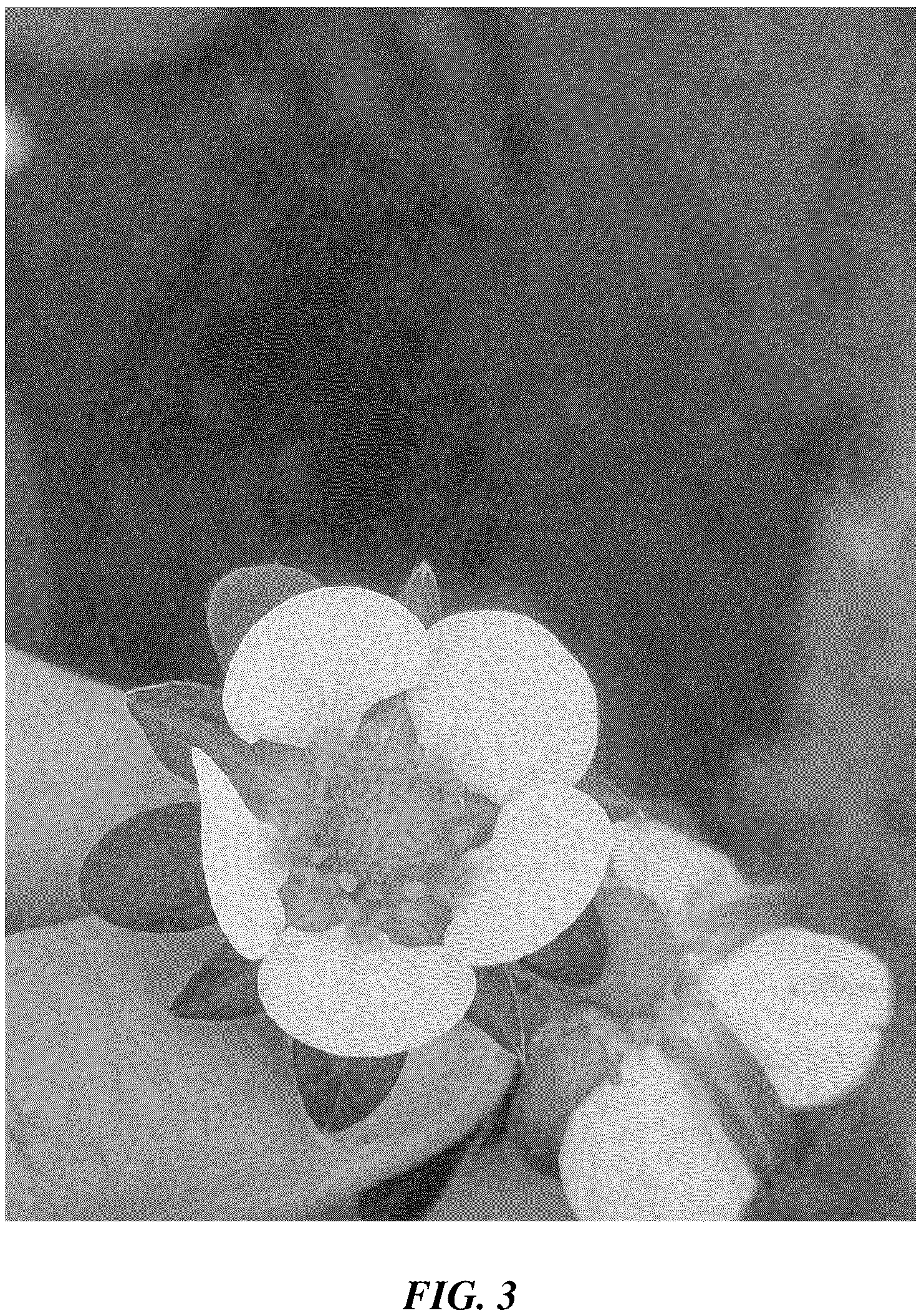 Patent USPP037254 Figure 3 – Strawberry plant named ‘BACHATA’