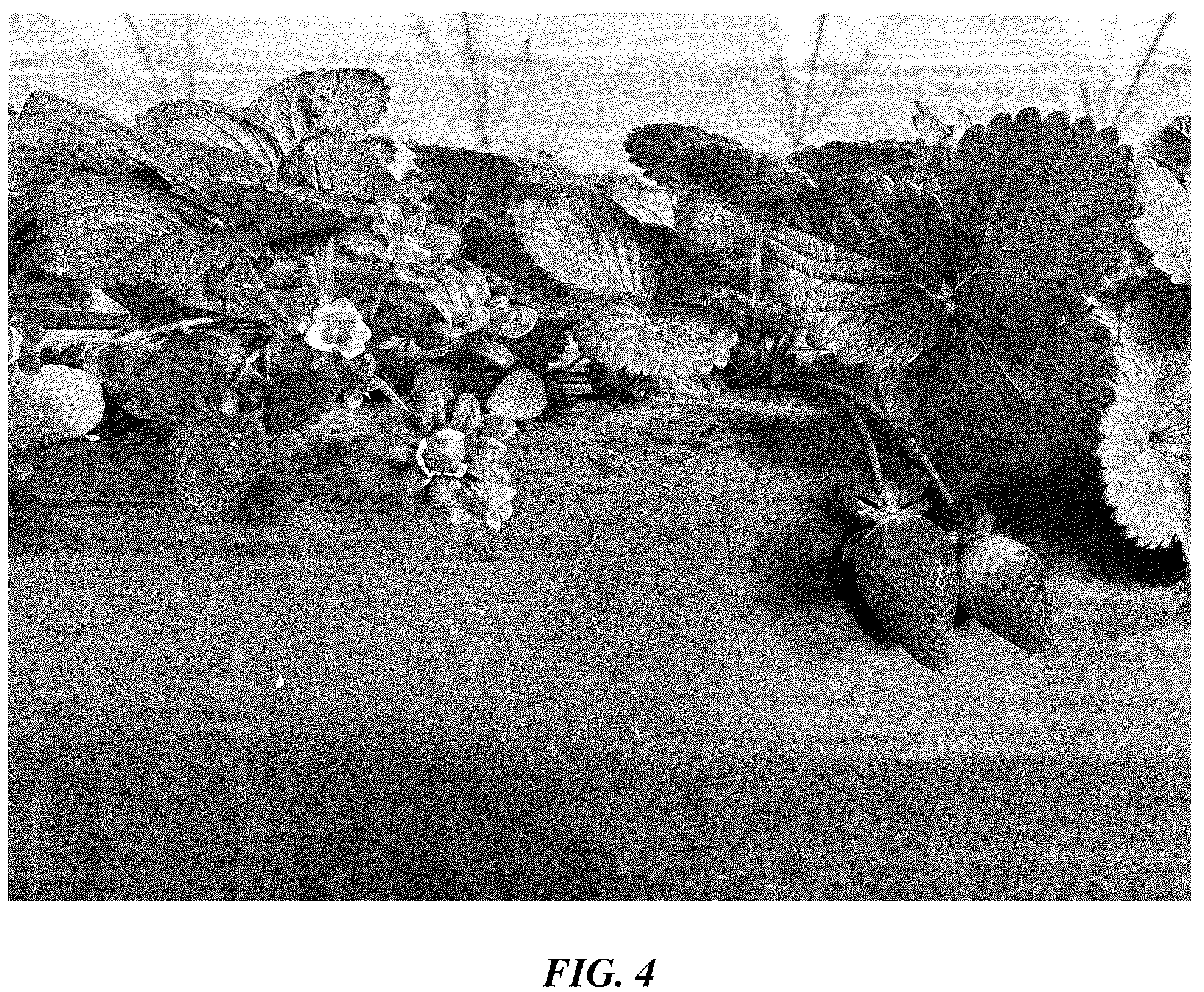 Patent USPP037254 Figure 4 – Strawberry plant named ‘BACHATA’