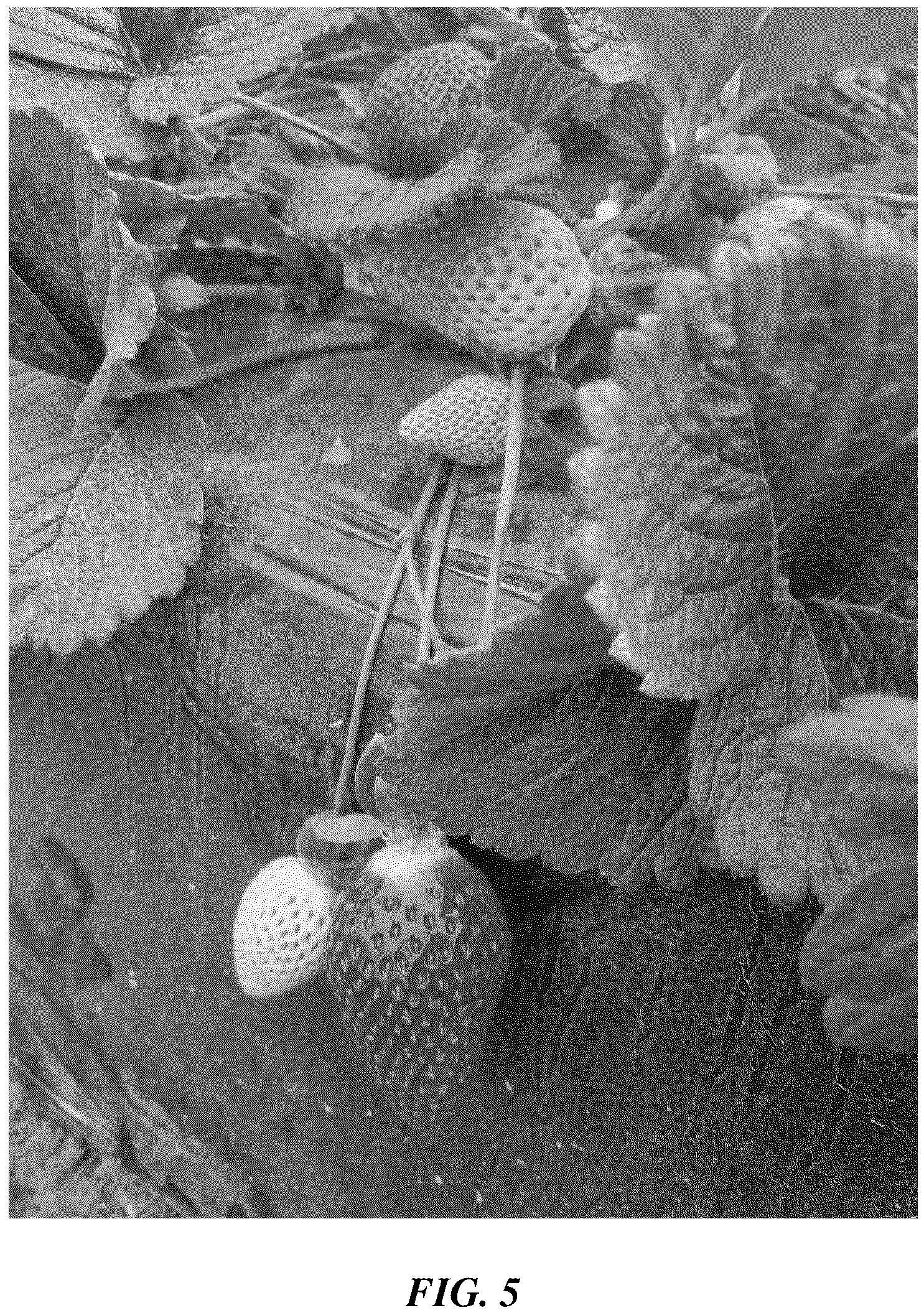 Patent USPP037254 Figure 5 – Strawberry plant named ‘BACHATA’