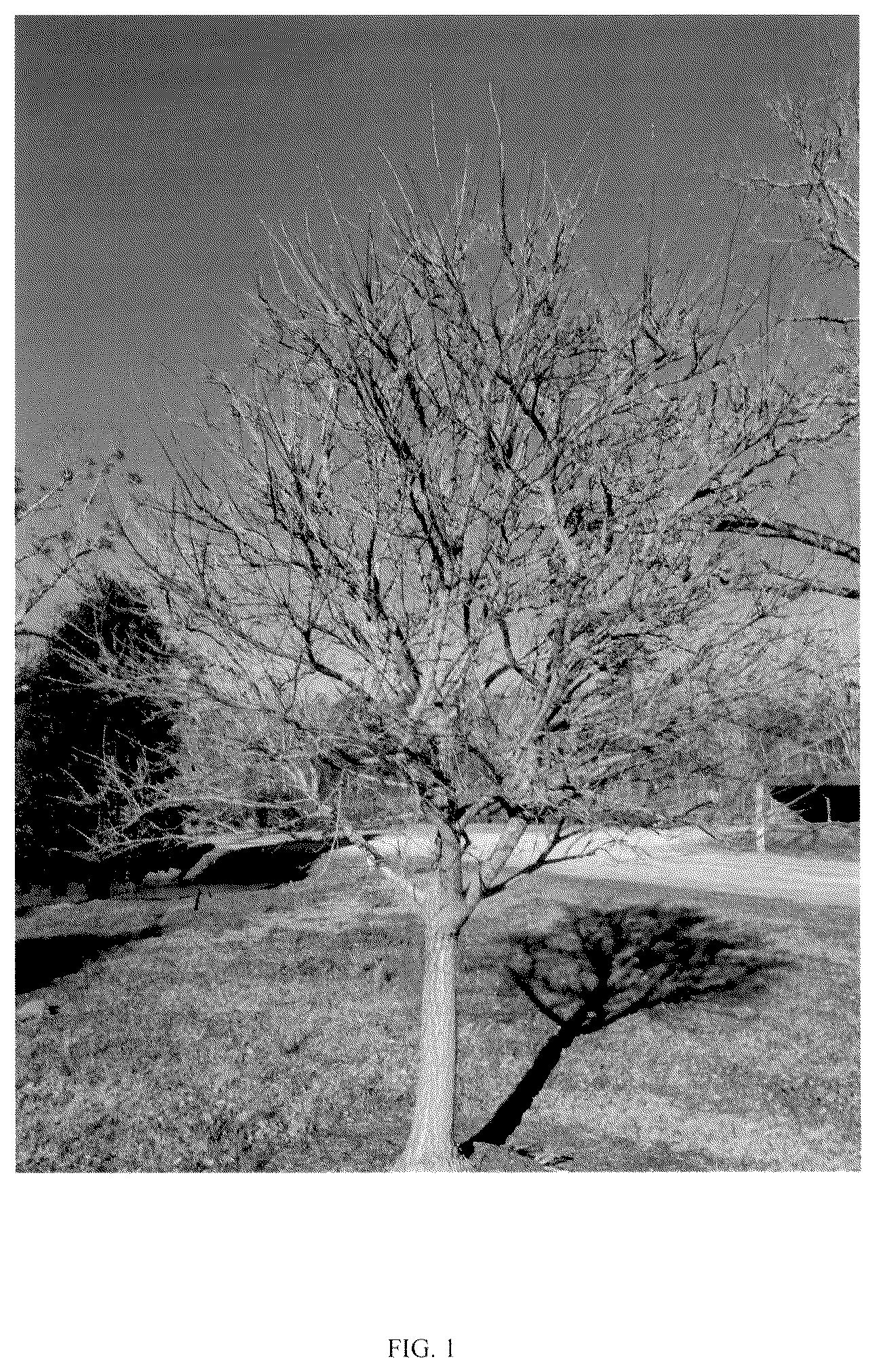 Patent USPP037255 — Chionanthus tree named ‘CRMTF’ — Figure 1