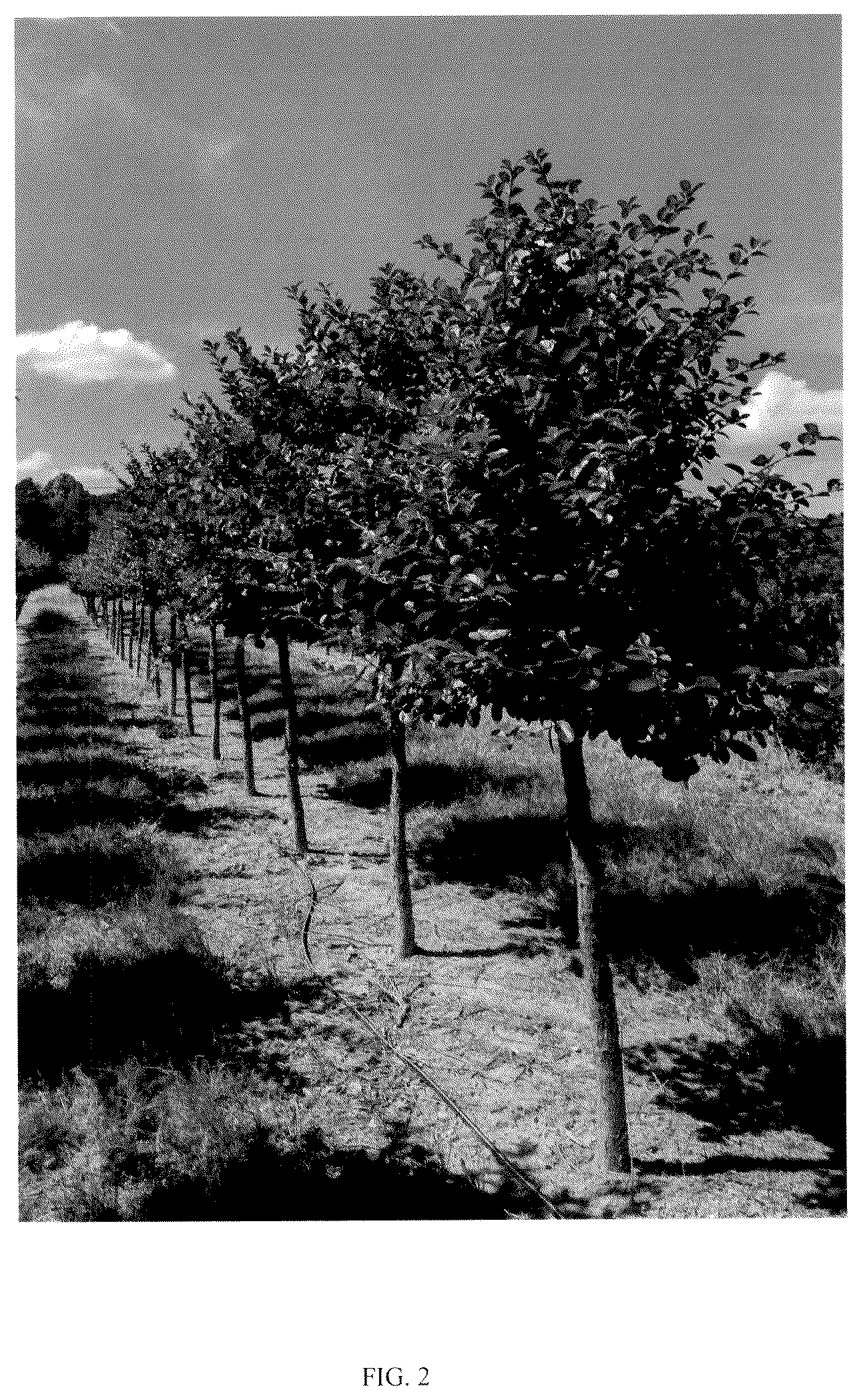 Patent USPP037255 Figure 2 – Chionanthus tree named ‘CRMTF’