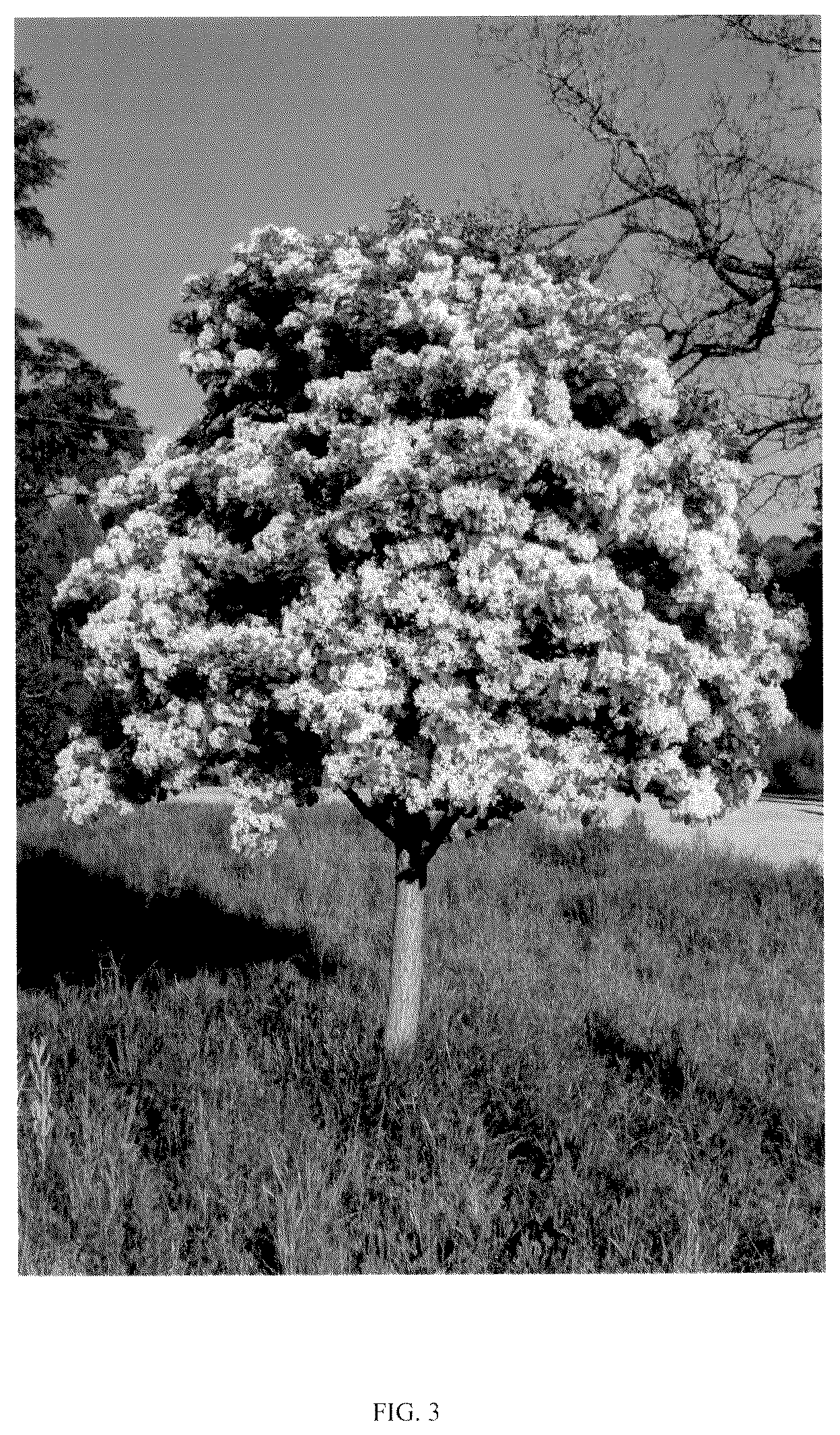 Patent USPP037255 Figure 3 – Chionanthus tree named ‘CRMTF’