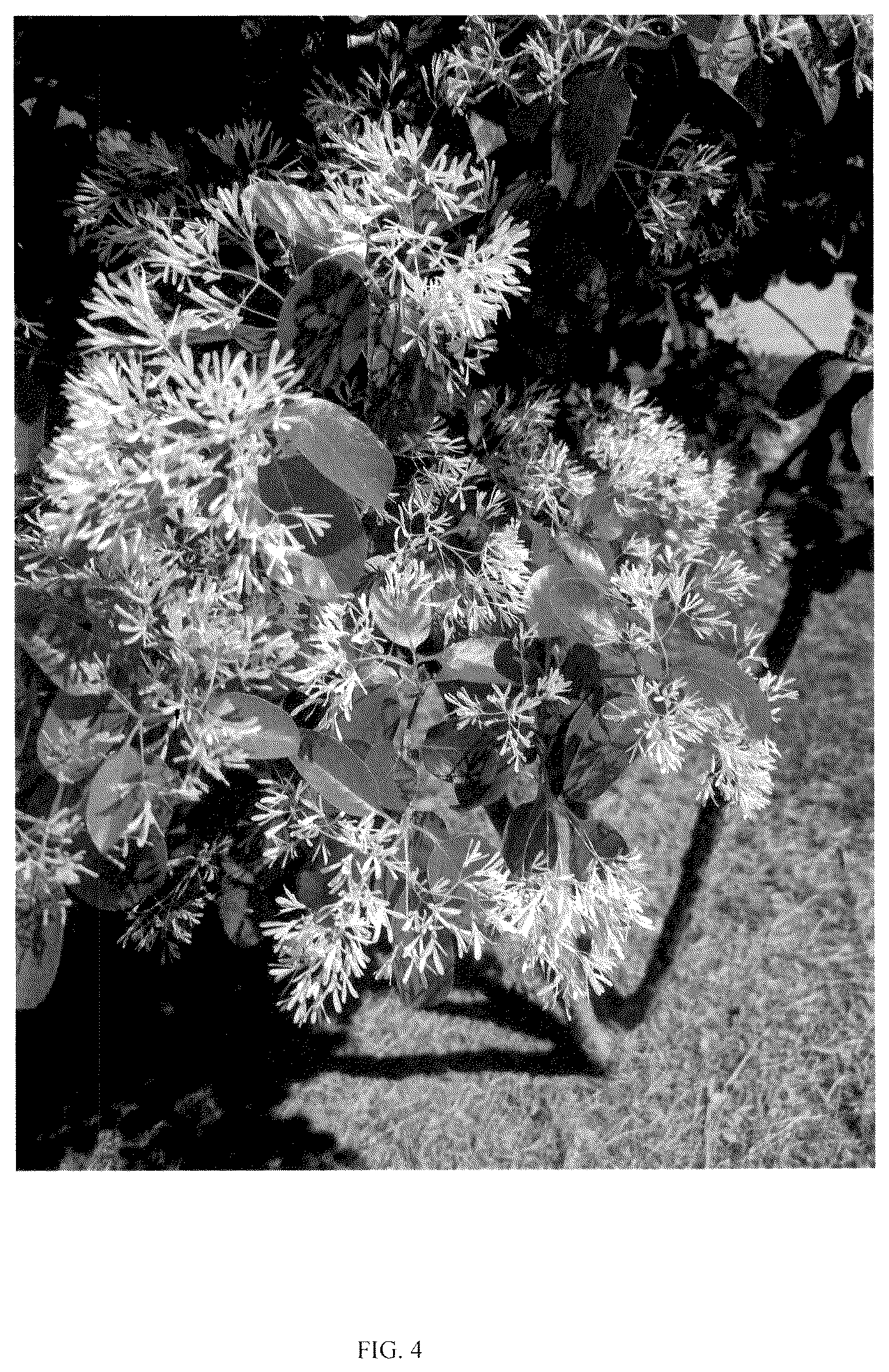 Patent USPP037255 Figure 4 – Chionanthus tree named ‘CRMTF’
