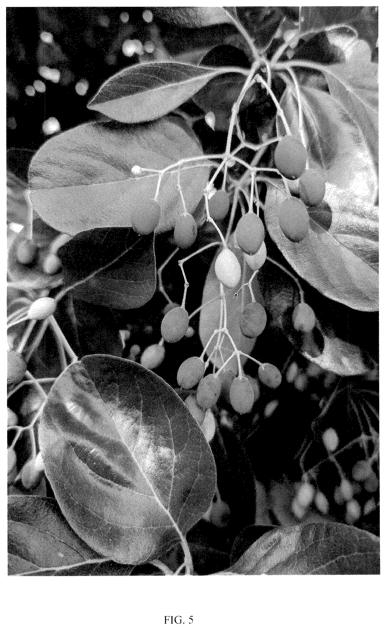 Patent USPP037255 Figure 5 – Chionanthus tree named ‘CRMTF’