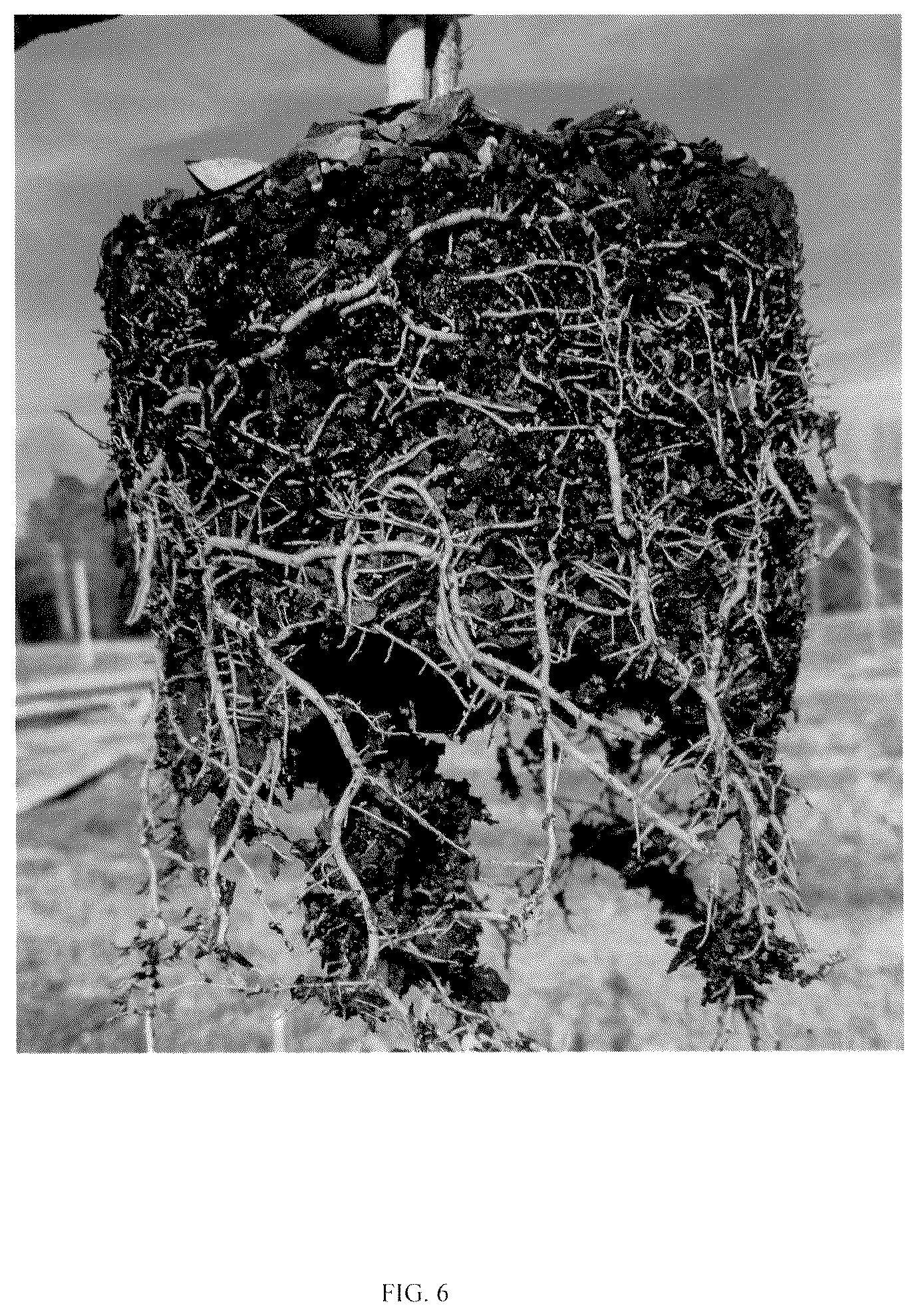 Patent USPP037255 Figure 6 – Chionanthus tree named ‘CRMTF’