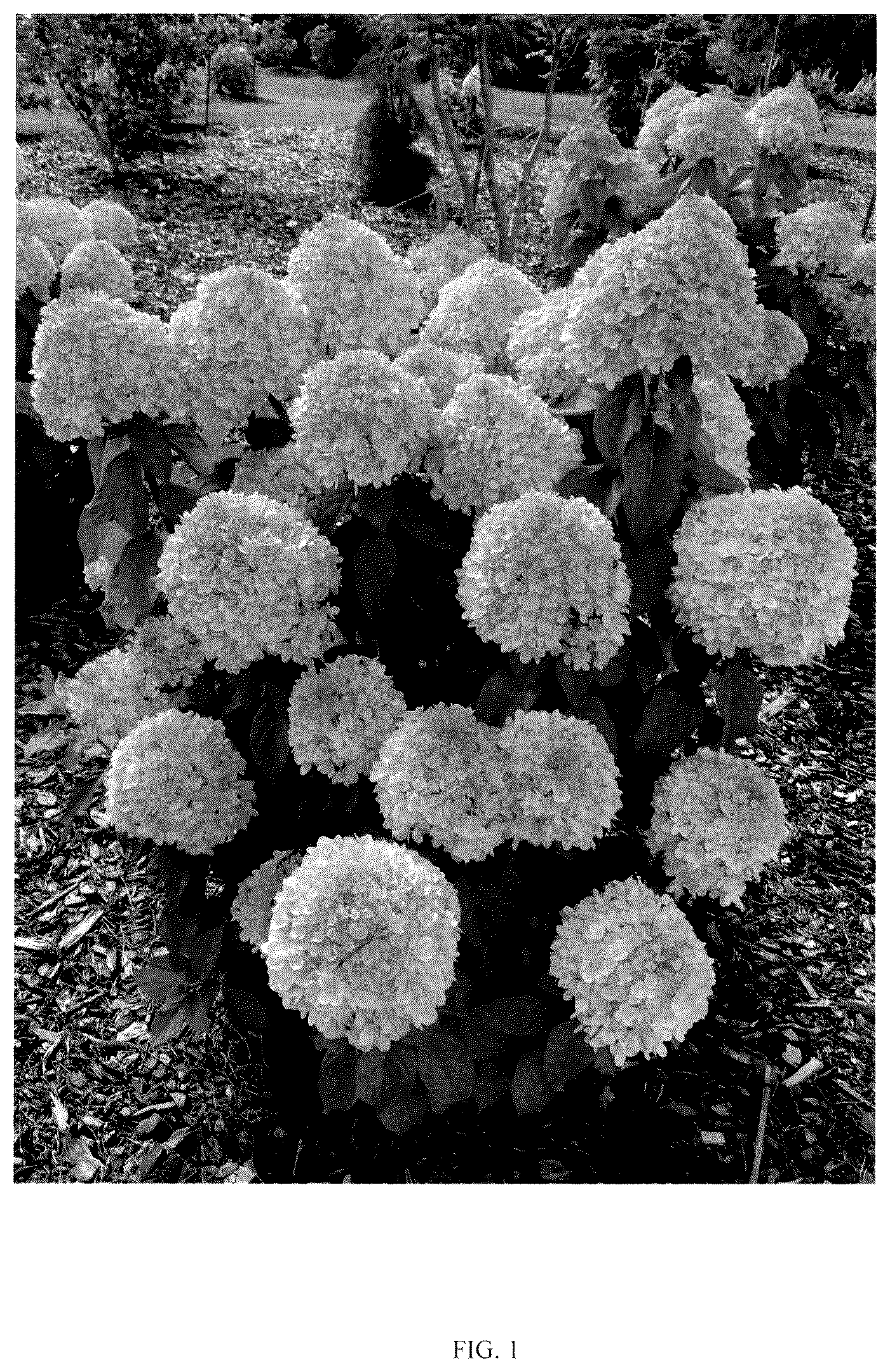 Patent USPP037256 Figure 1 – Hydrangea plant named ‘SMNHPLK’