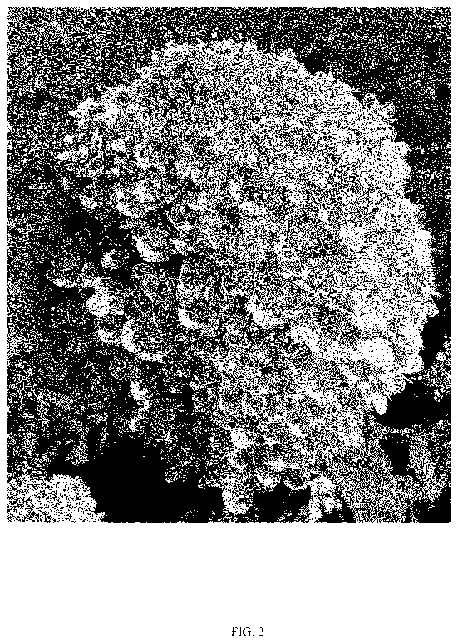 Patent USPP037256 Figure 2 – Hydrangea plant named ‘SMNHPLK’
