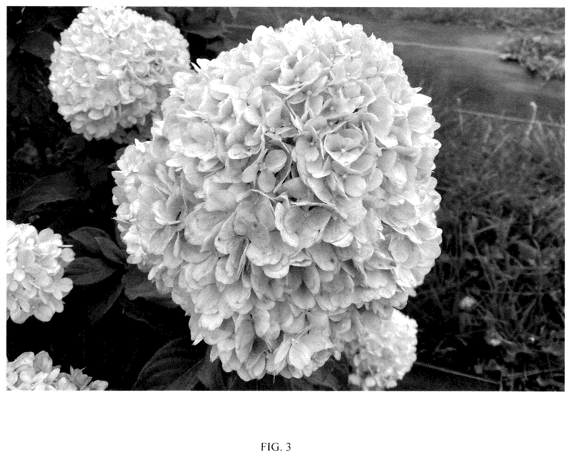 Patent USPP037256 Figure 3 – Hydrangea plant named ‘SMNHPLK’