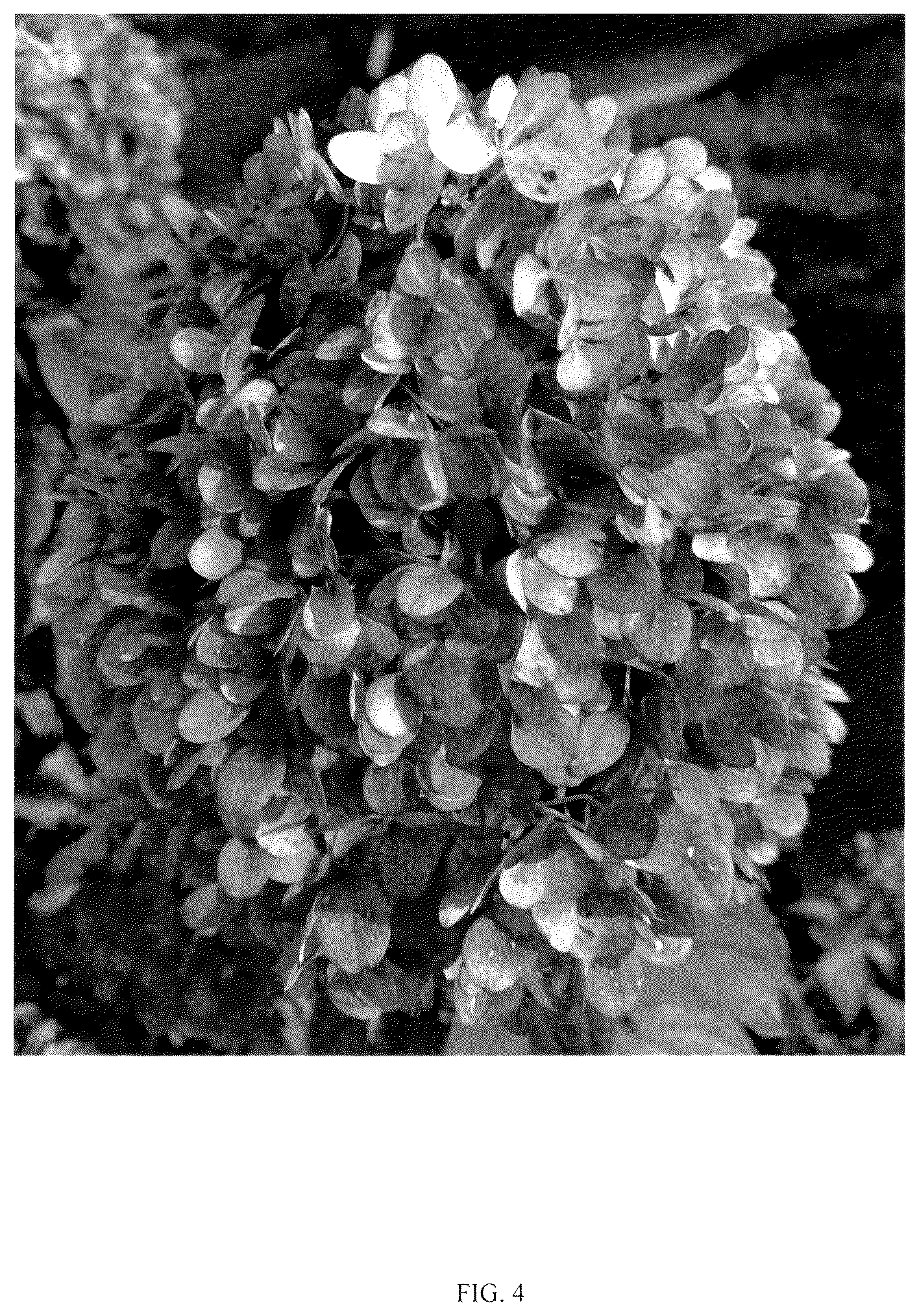 Patent USPP037256 Figure 4 – Hydrangea plant named ‘SMNHPLK’