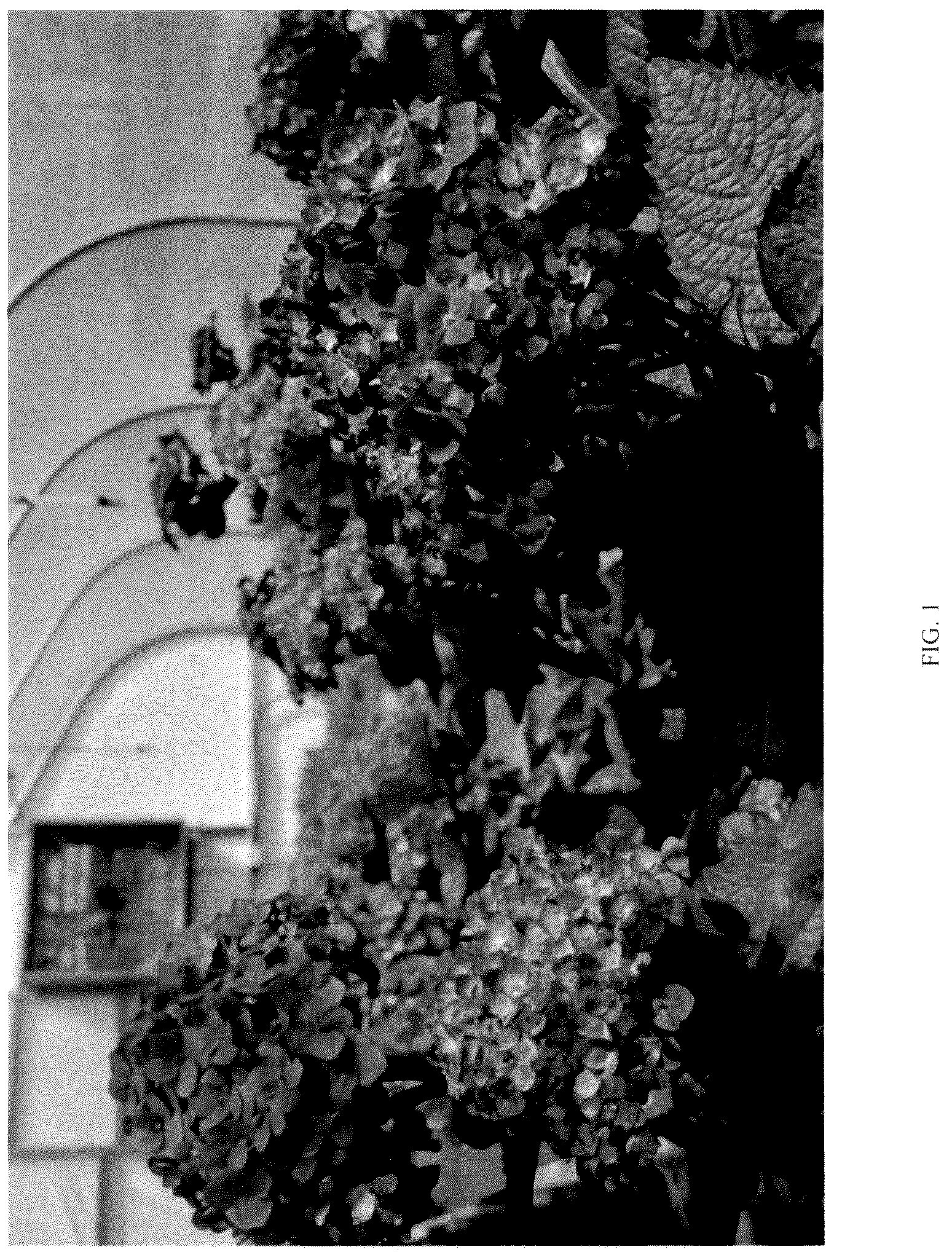Patent USPP037257 Figure 1 – Hydrangea plant named ‘SC-04-20’