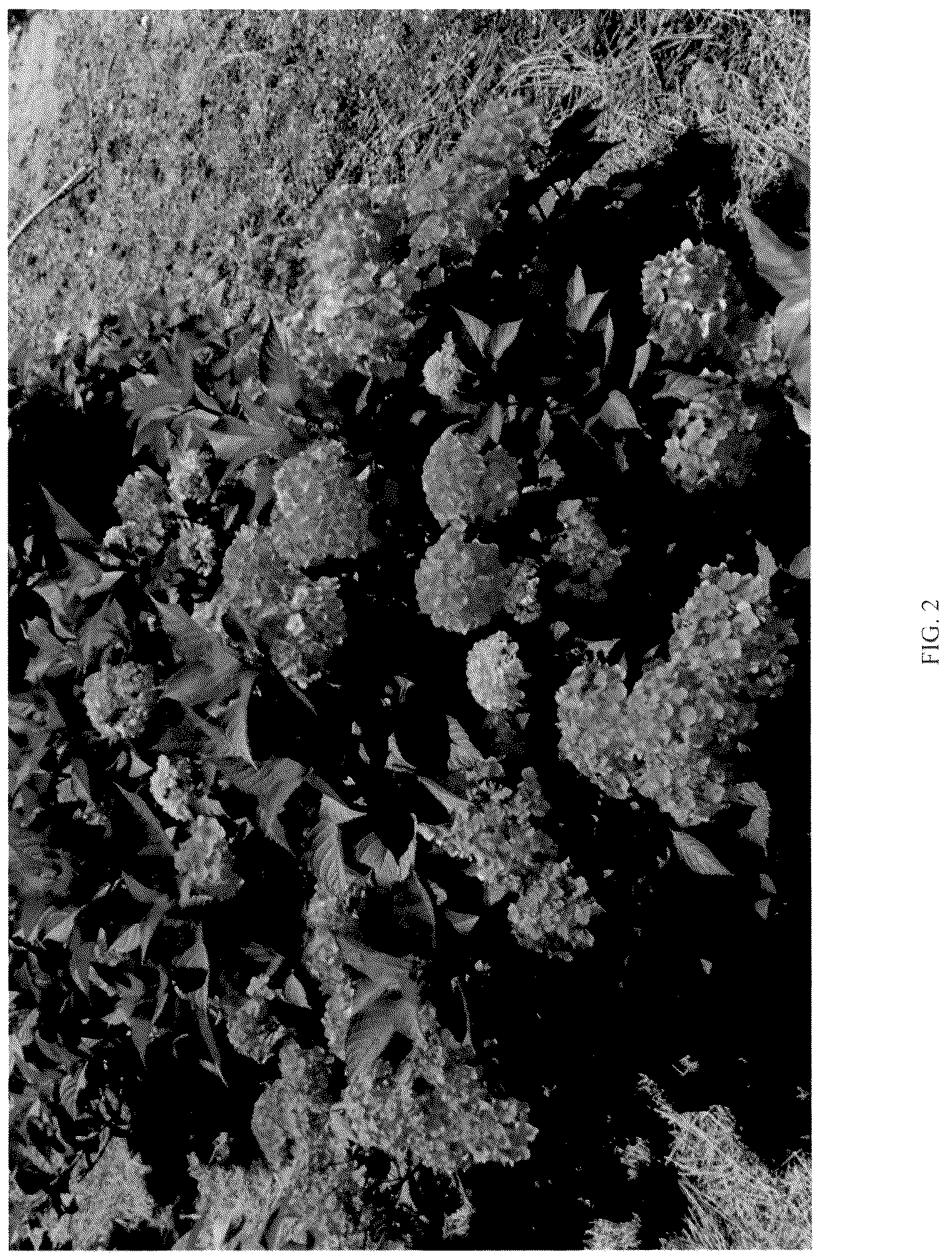 Patent USPP037257 Figure 2 – Hydrangea plant named ‘SC-04-20’