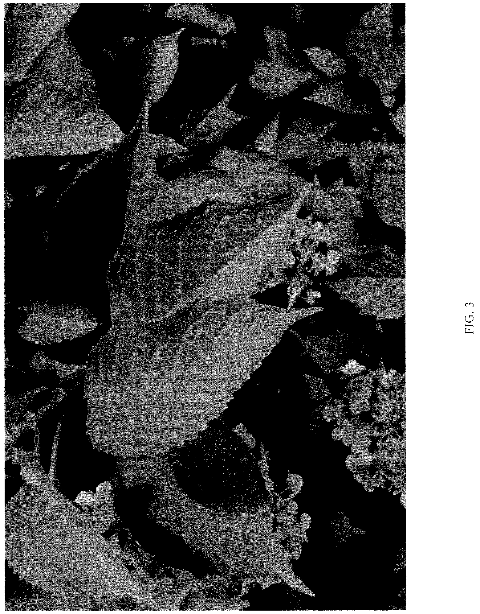 Patent USPP037257 Figure 3 – Hydrangea plant named ‘SC-04-20’