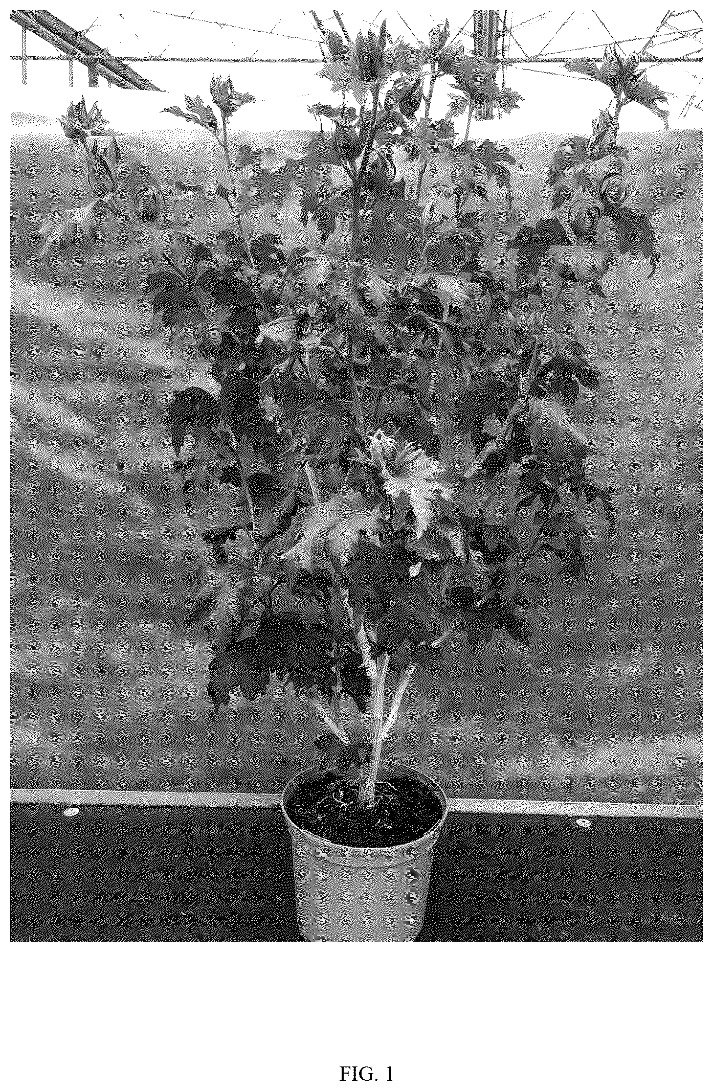 Patent USPP037258 Figure 1 – Hibiscus plant named ‘WALHIDELI’