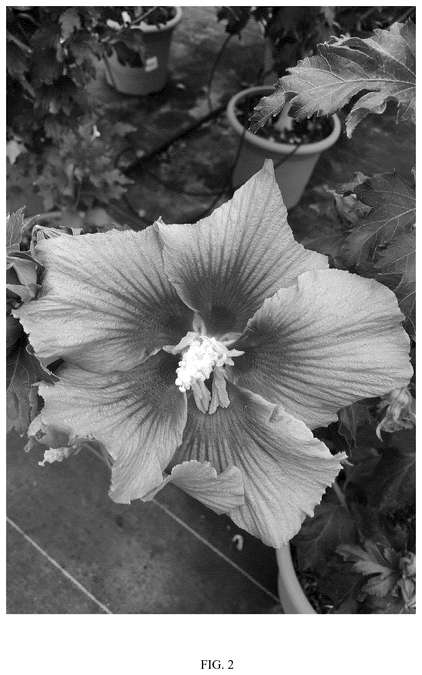 Patent USPP037258 Figure 2 – Hibiscus plant named ‘WALHIDELI’