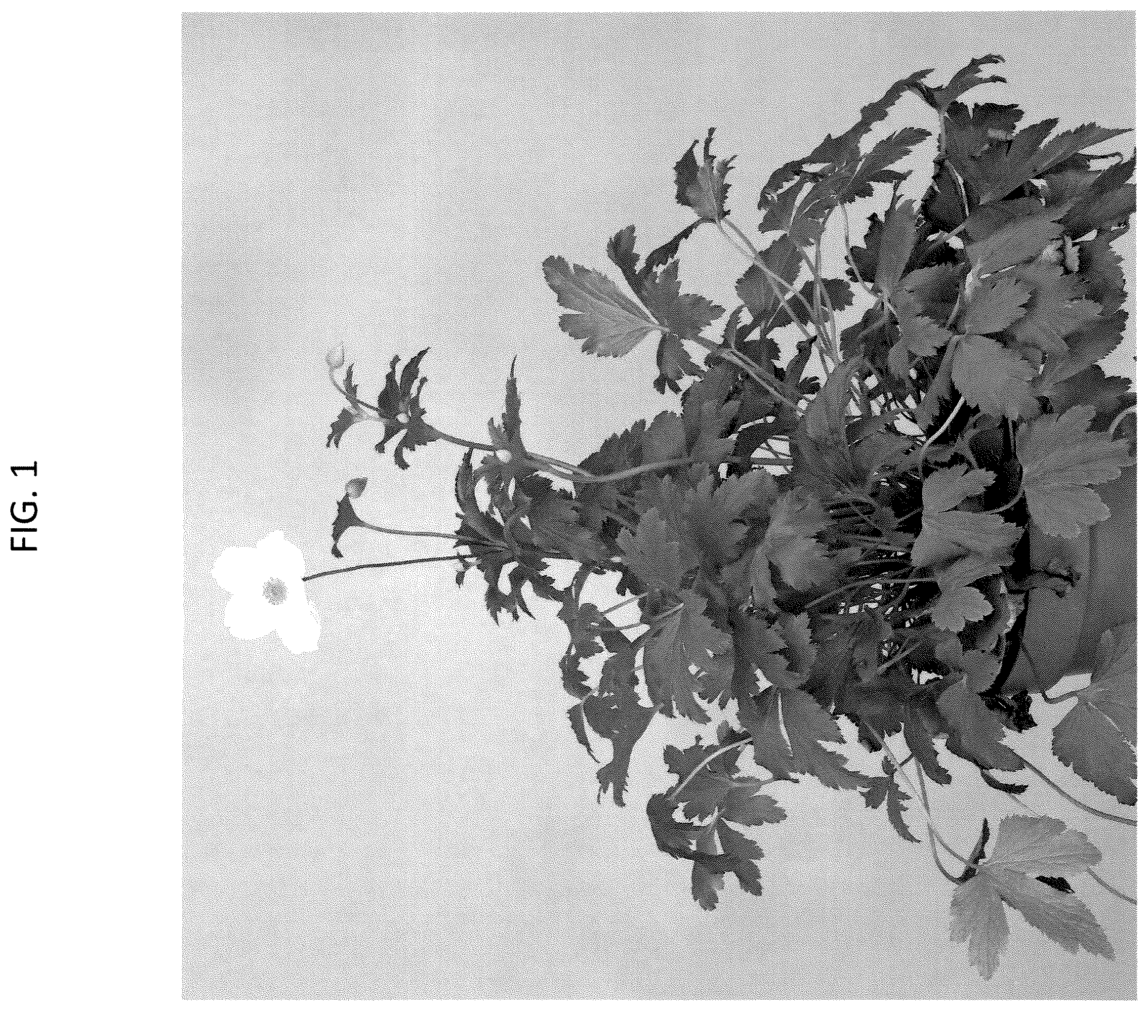 Patent USPP037259 Figure 1 – Anemone plant named ‘MACANE001.2’