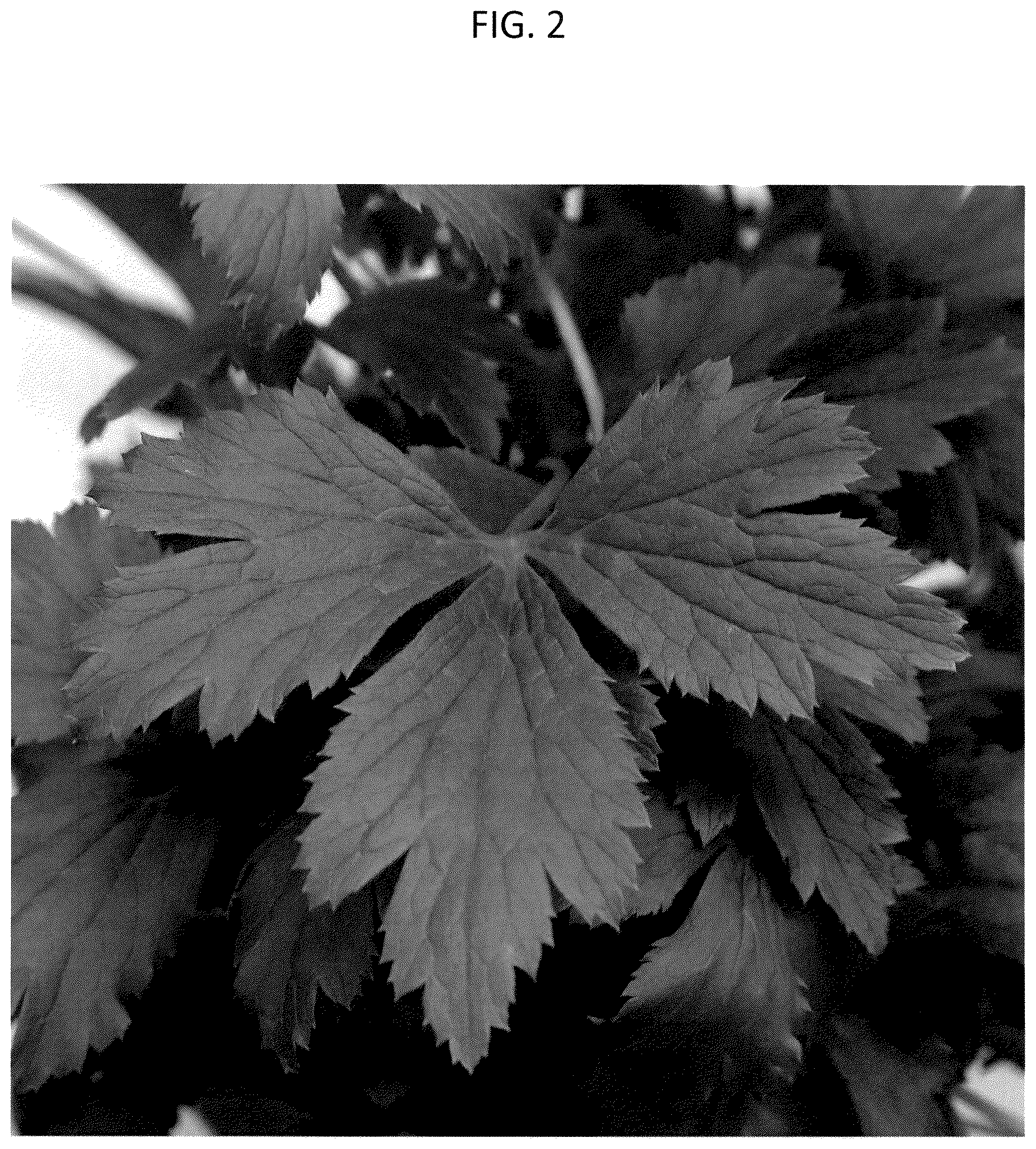 Patent USPP037259 Figure 2 – Anemone plant named ‘MACANE001.2’