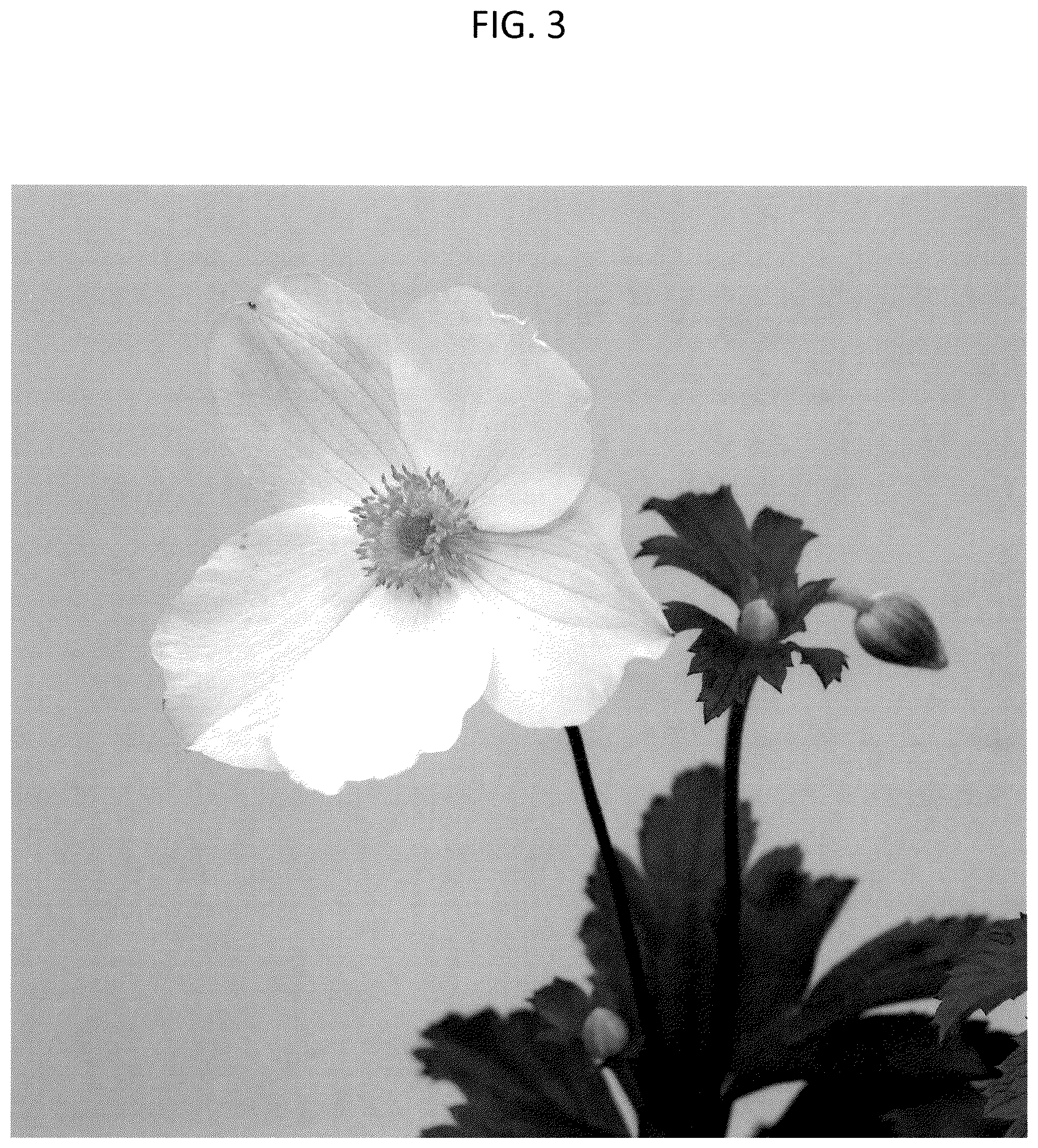 Patent USPP037259 Figure 3 – Anemone plant named ‘MACANE001.2’