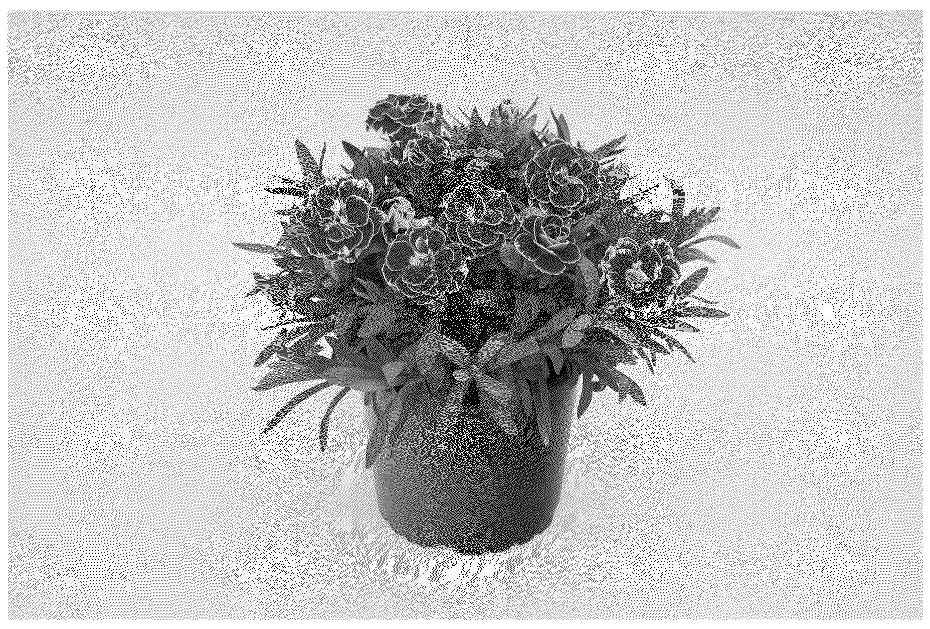 Patent USPP037260 Figure 1 – Dianthus plant named ‘KLEDP25525’