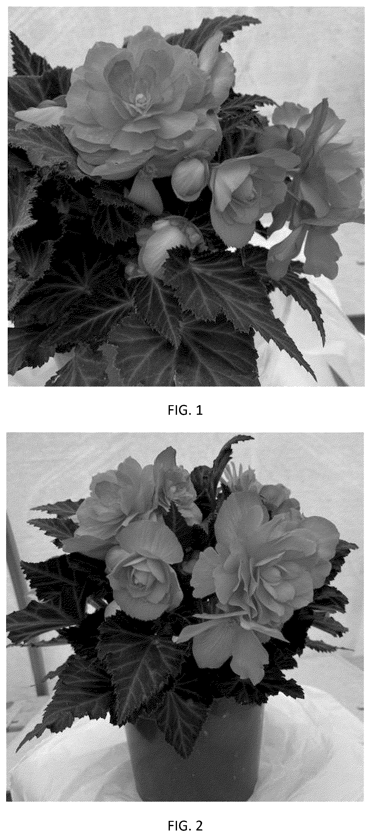 Patent USPP037261 Figure 1 – Begonia plant named ‘BEYZ0007’