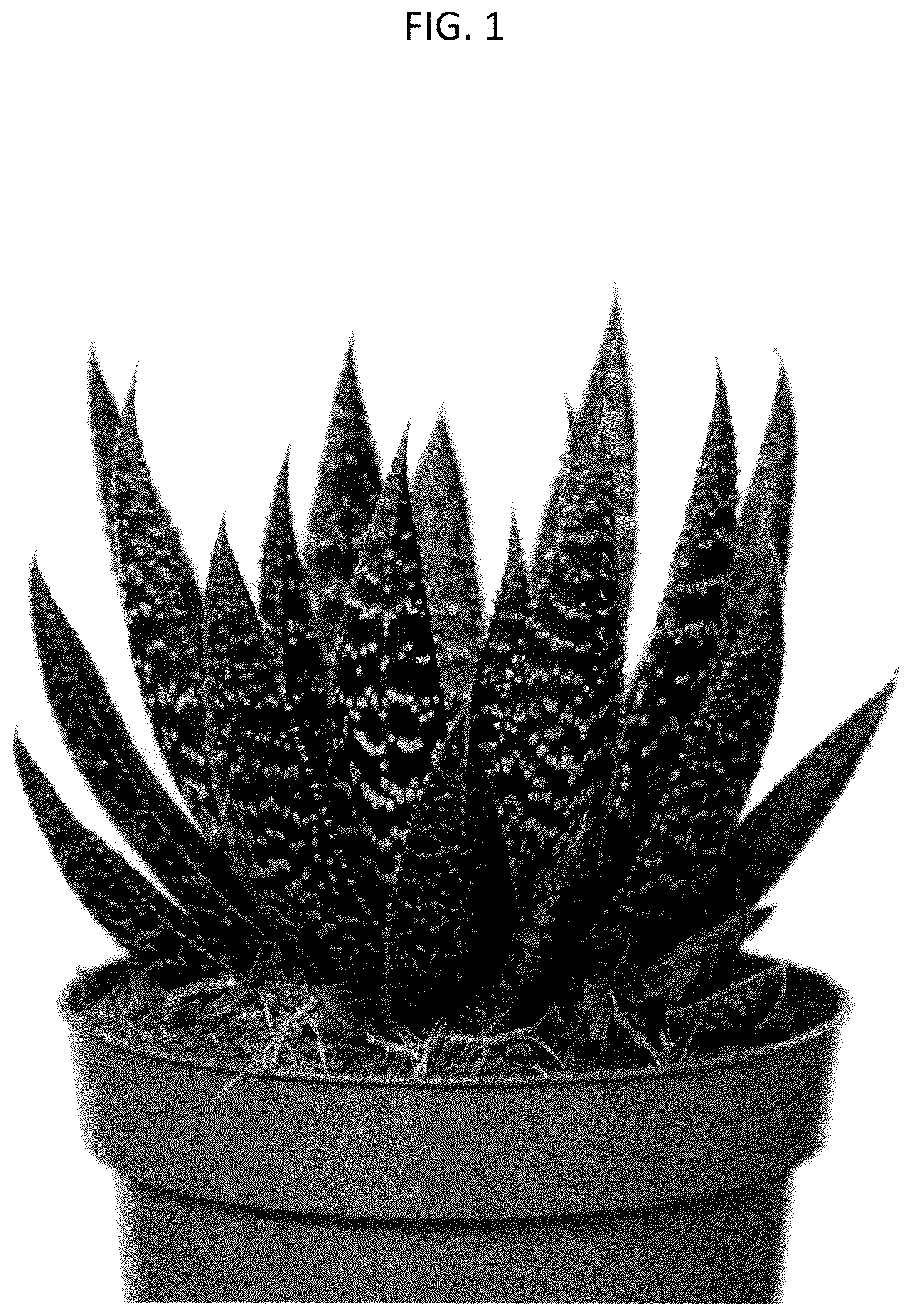 Patent USPP037262 Figure 1 – Aristeria plant named ‘OVROCKS13’